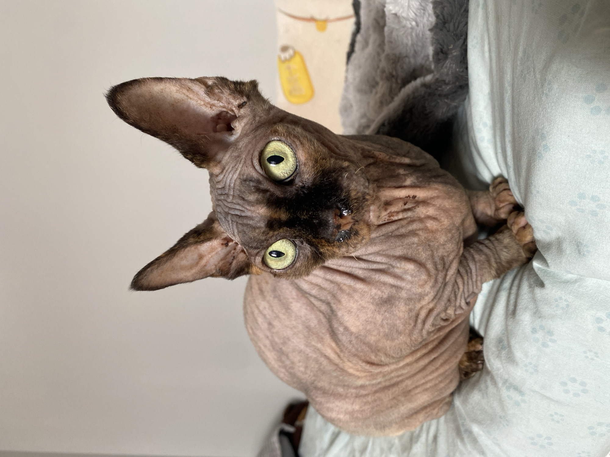 A hairless cat with green eyes sits on a light blue patterned blanket. The cat has wrinkled skin and a dark brown face. Behind the cat is a grey and white fuzzy blanket with a yellow object on it. The background is a plain wall. The image is taken from a medium shot and the cat is facing the camera. The cat's location in Batumi, Georgia is unknown.