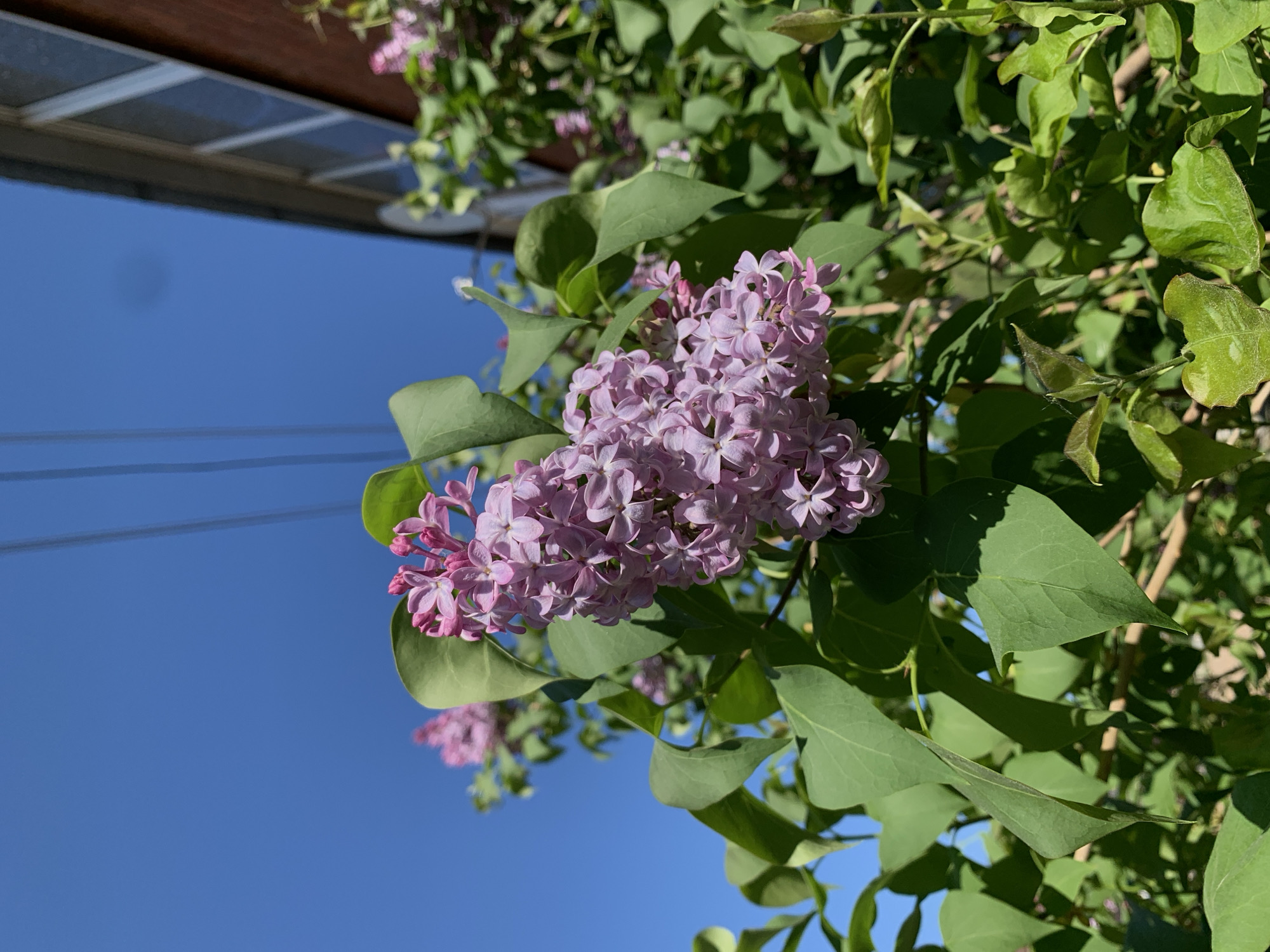 A close-up, medium-angle shot depicts a cluster of blooming lilac flowers with green leaves against a clear blue sky. The flowers are a light shade of purple. In the upper left corner, a section of a structure with a dark roof is visible. There are power lines in the blue sky. The location cannot be confirmed to be in the city of Фоки, Russia.