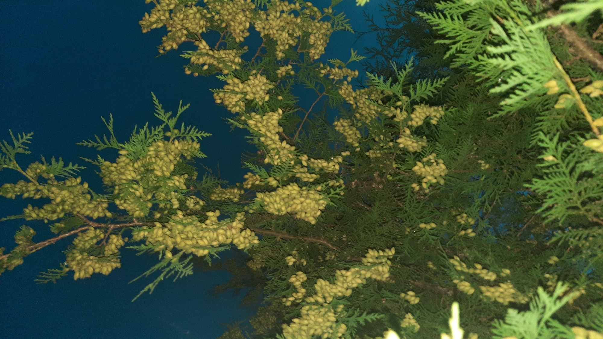 The image shows a close-up view of a cedar tree with numerous small, light-colored cones hanging from its branches. The cones are oval-shaped and clustered together, giving the branches a textured appearance. The tree's needles are a deep green, creating a contrast with the lighter cones. The background is a dark, deep blue, suggesting it might be twilight or nighttime. The lighting in the image is somewhat dim, with a slight yellow cast on the cones, possibly from artificial light. The overall impression is of a natural scene, likely a park or garden within the city of Shklov, Belarus, given the context provided.