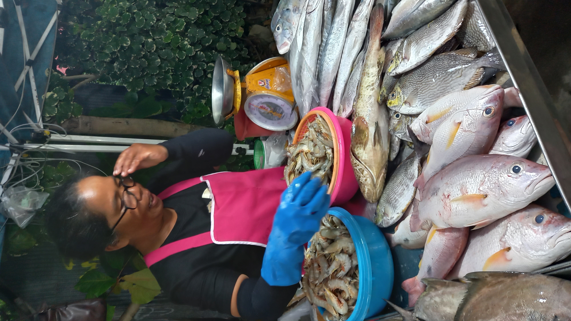 An adult woman, identifiable as a seafood vendor, is depicted at an outdoor market stall in ตำบลเกาะพะงัน, Thailand. She has dark hair, wears eyeglasses, a black long-sleeved shirt, and a bright pink apron with white trim. Her right hand, covered by a blue glove, is reaching into a pink plastic basin filled with fresh shrimp. Another blue basin containing shrimp is positioned to her left. Her left hand is raised towards her face, near her glasses.
In the foreground, a metal display tray holds a variety of fresh seafood. Several pinkish-red fish with yellow fins and prominent eyes are arranged prominently, alongside various silver-scaled fish, and a large, light brown fish with dark spots (likely a grouper). A yellow mechanical weighing scale with a silver pan, featuring Thai script on its dial, is visible behind the seafood display to the woman's right. The background consists of dense green foliage, including a tree trunk, beneath what appears to be a white-framed market canopy.