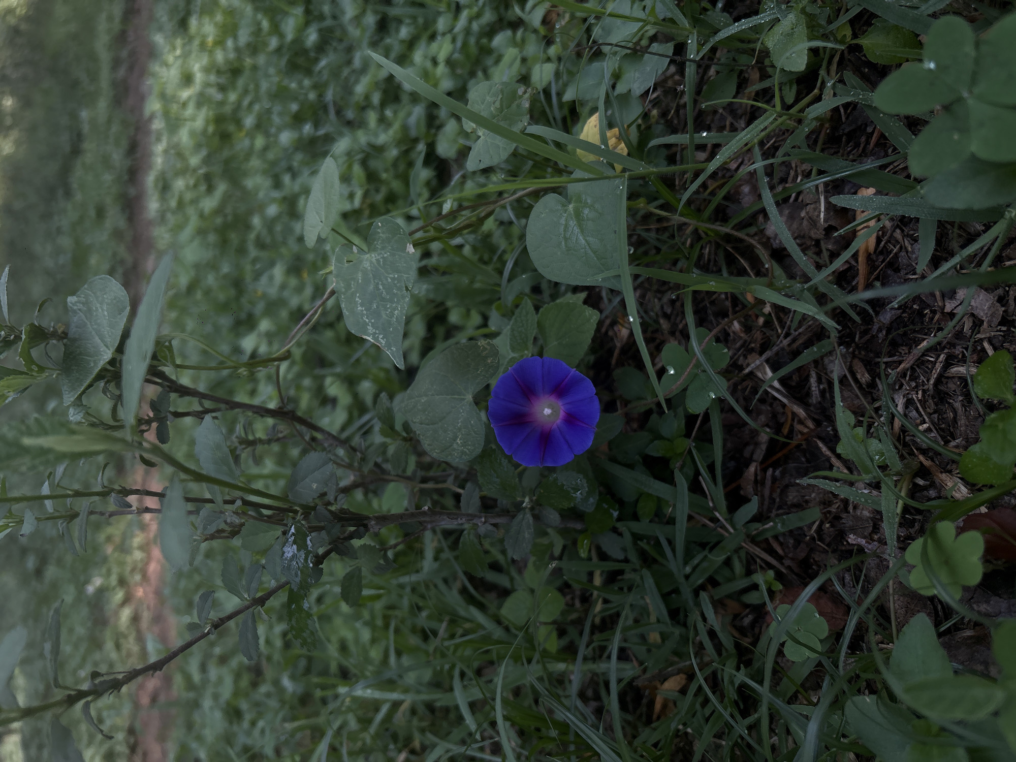 A slightly canted medium shot captures a vibrant blue morning glory in the midst of a tangled green growth of grass and leafy plants, likely located in Santiago Tlautla, Mexico. The flower is fully open, displaying a purple center with radial streaks. Dewdrops are visible on some of the leaves of grass. The surrounding vegetation is a mix of grasses and broadleaf plants, creating a natural, unkempt scene. The ground is obscured by the dense growth. In the background, there's a vague hint of a path or cleared area, but the focus remains on the close-up details of the foreground flora.