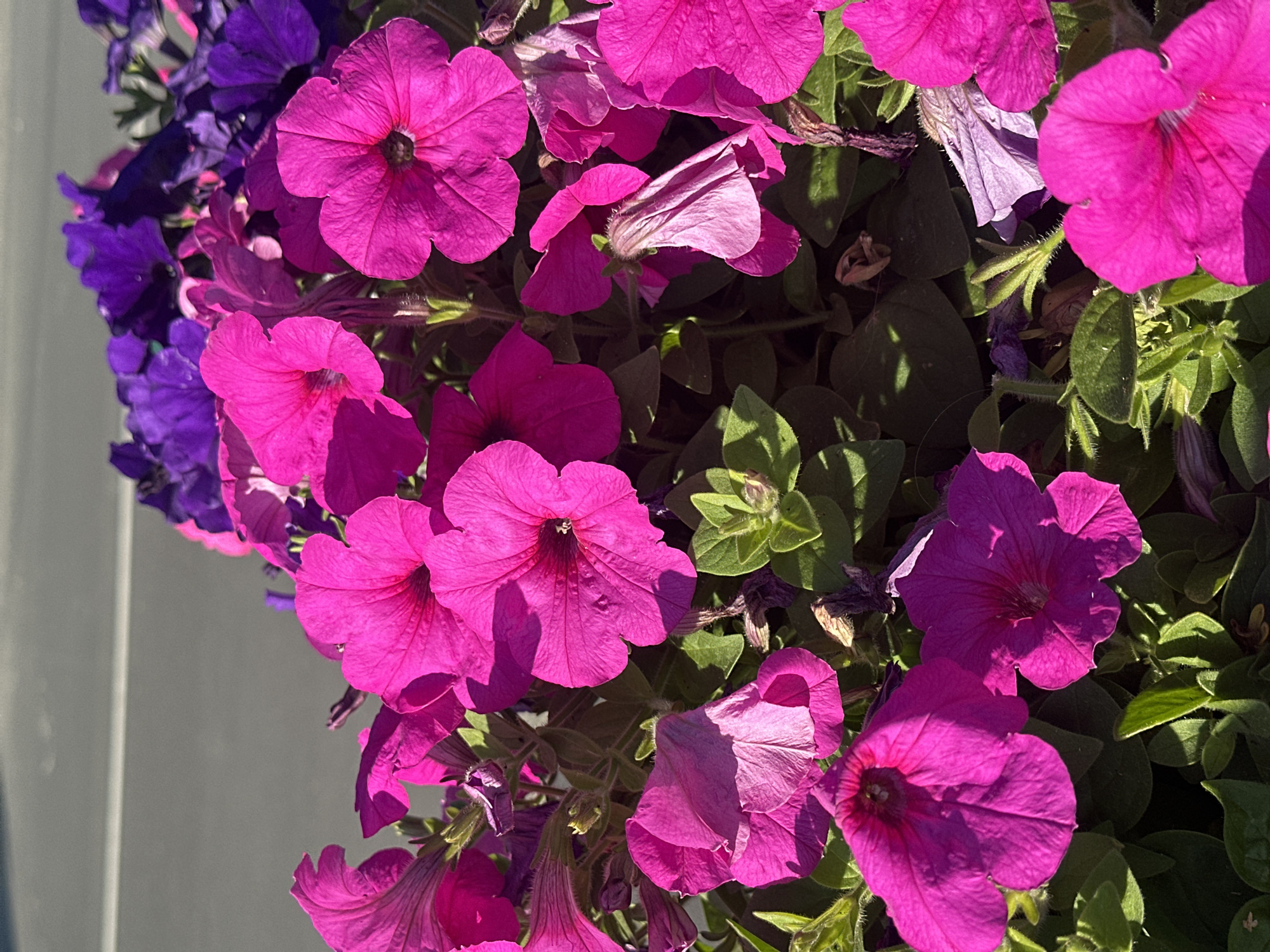 The image shows a close-up of vibrant pink and purple petunia flowers blooming in a planter. The flowers are in various stages of bloom, with some fully open and others in bud. The background is blurred, but appears to be a paved surface with a white line, suggesting it could be a sidewalk or road. The lighting indicates it is daytime, with shadows cast by the flowers and leaves. The scene is static and peaceful, with no people or animals visible. The plants are healthy and well-maintained, suggesting they are part of a public garden or decorative planting. The specific location in Petrozavodsk, Russia, is not discernible from the image itself, as there are no landmarks or identifying features.