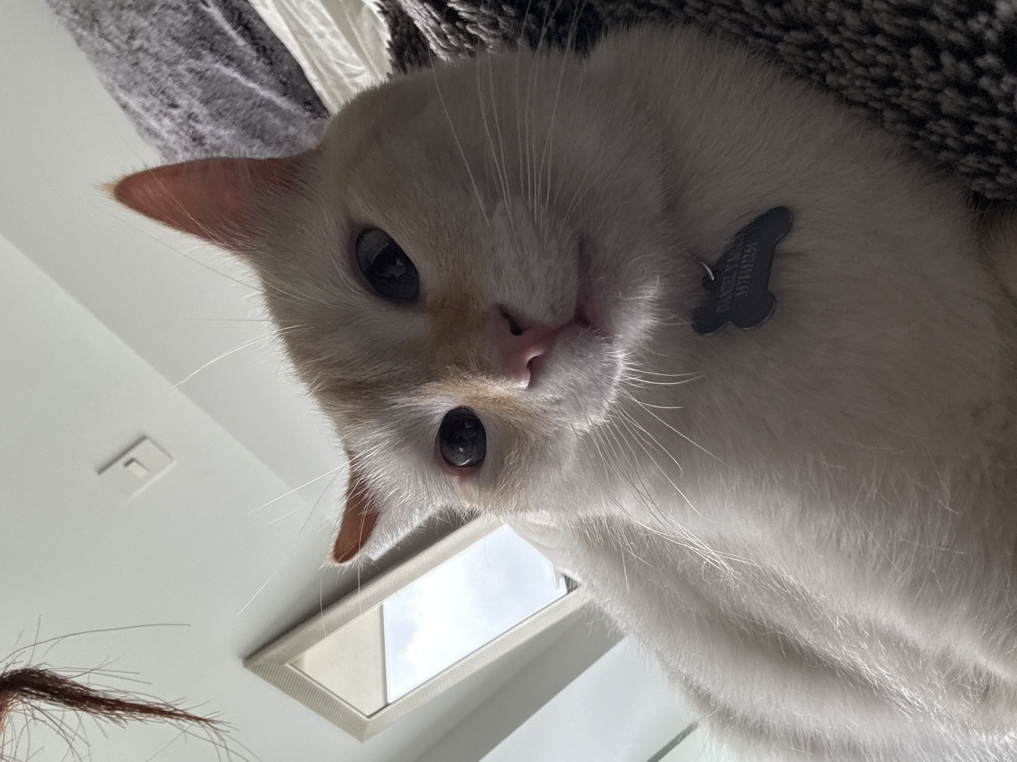 A close-up shot from below shows a light-colored cat, possibly a Siamese mix, with black eyes, a pink nose, and a bone-shaped name tag. The cat's fur appears soft and fluffy. The background includes a window reflecting the sky and a fuzzy, textured surface, possibly a blanket or cushion. The location is not evident from the image; there is no way to determine that it is Mexico City, Mexico from this photo.