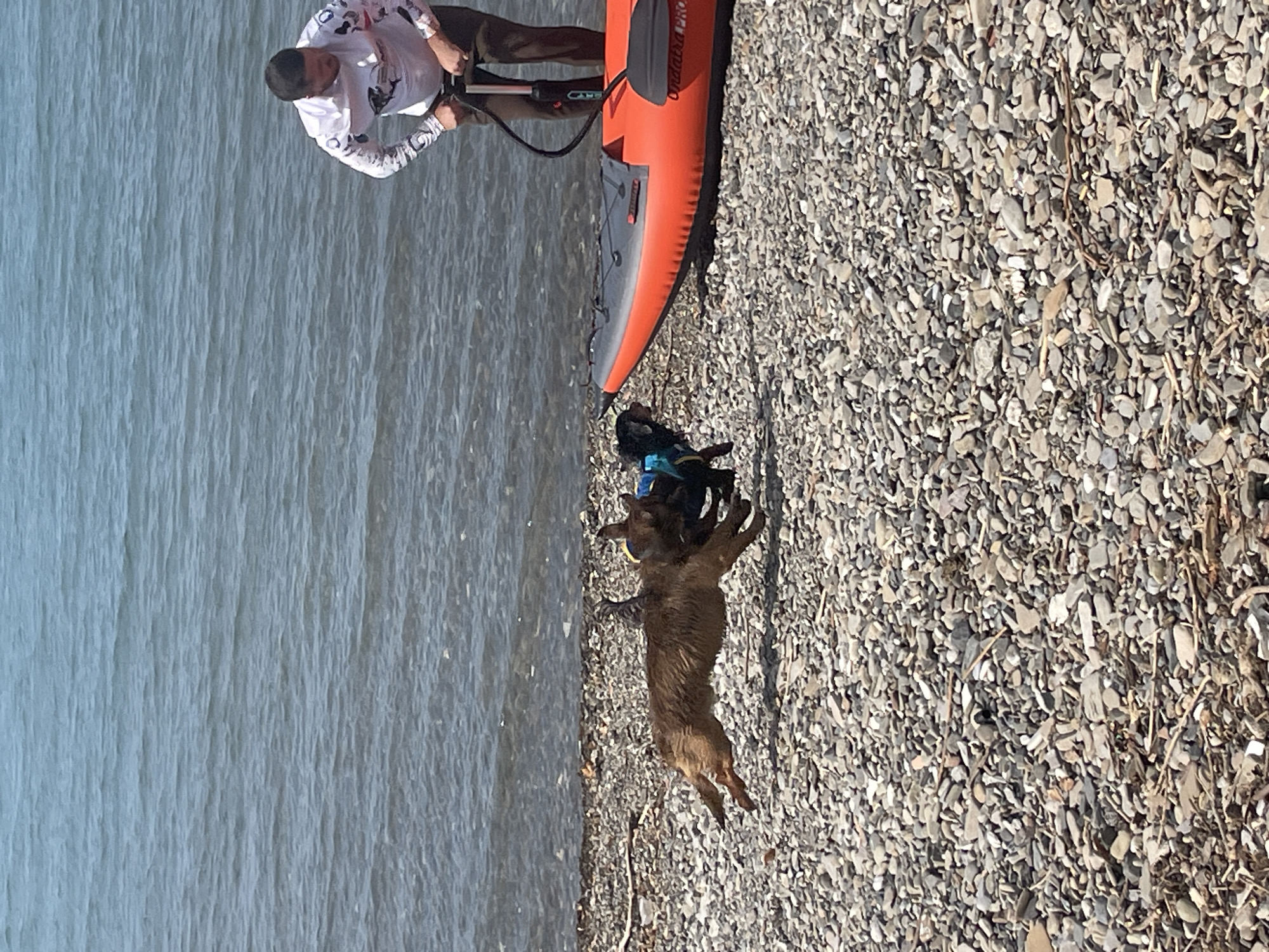 In Sochi, Russia, on a bright, sunny day, a man is standing by the water's edge on a pebble beach, holding a pump connected to an orange inflatable kayak. Two dogs are on the beach, one in mid-air as it runs, appearing to be chasing the other, which is closer to the kayak. The water is calm with gentle ripples. The scene appears to be a recreational outing.
