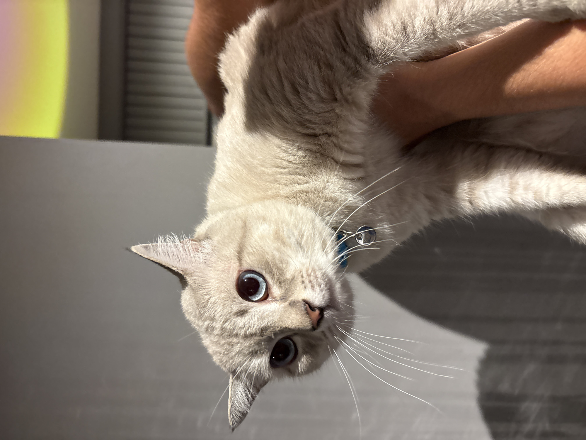 A light-colored cat with striking blue eyes is held in a person's arms. The cat wears a blue collar with a small bell. The background is a plain grey wall, casting a shadow of the cat. Above and to the right, a blurry, brightly colored light source, possibly a neon sign or projector, casts a gradient of yellow and pink light. The scene appears to be indoors. The cat's head is tilted, and its ears are slightly back, giving it an alert or slightly apprehensive expression. Its long white whiskers are fanned out. The person's arms are partially visible, supporting the cat's body. The overall lighting suggests it is daytime, with a strong light source creating shadows. The location is specified as Choeng Thale, Thailand, but there are no visual cues in the image to confirm this specific location.