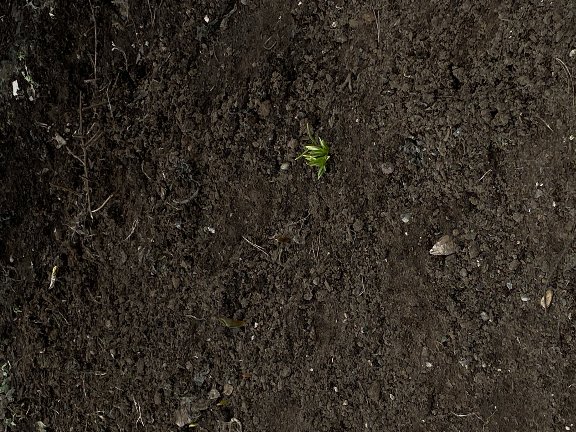 The image depicts a patch of dark, moist soil. Within the soil, small pebbles, decaying organic matter like twigs, and a small green plant sprout are visible. There is no evidence in the image that provides information regarding location. No people, subjects, objects, actions, or interactions are depicted.