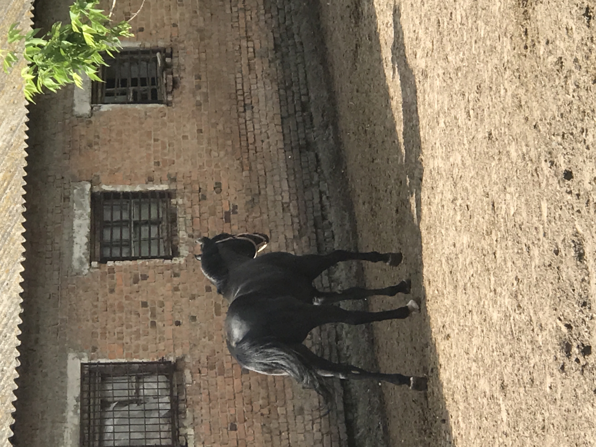 A black horse stands in a dirt enclosure next to a weathered brick building with barred windows. The horse faces away from the building, towards the open area. A leafy green plant is visible above one of the windows. The location is likely Kharkiv, Ukraine.