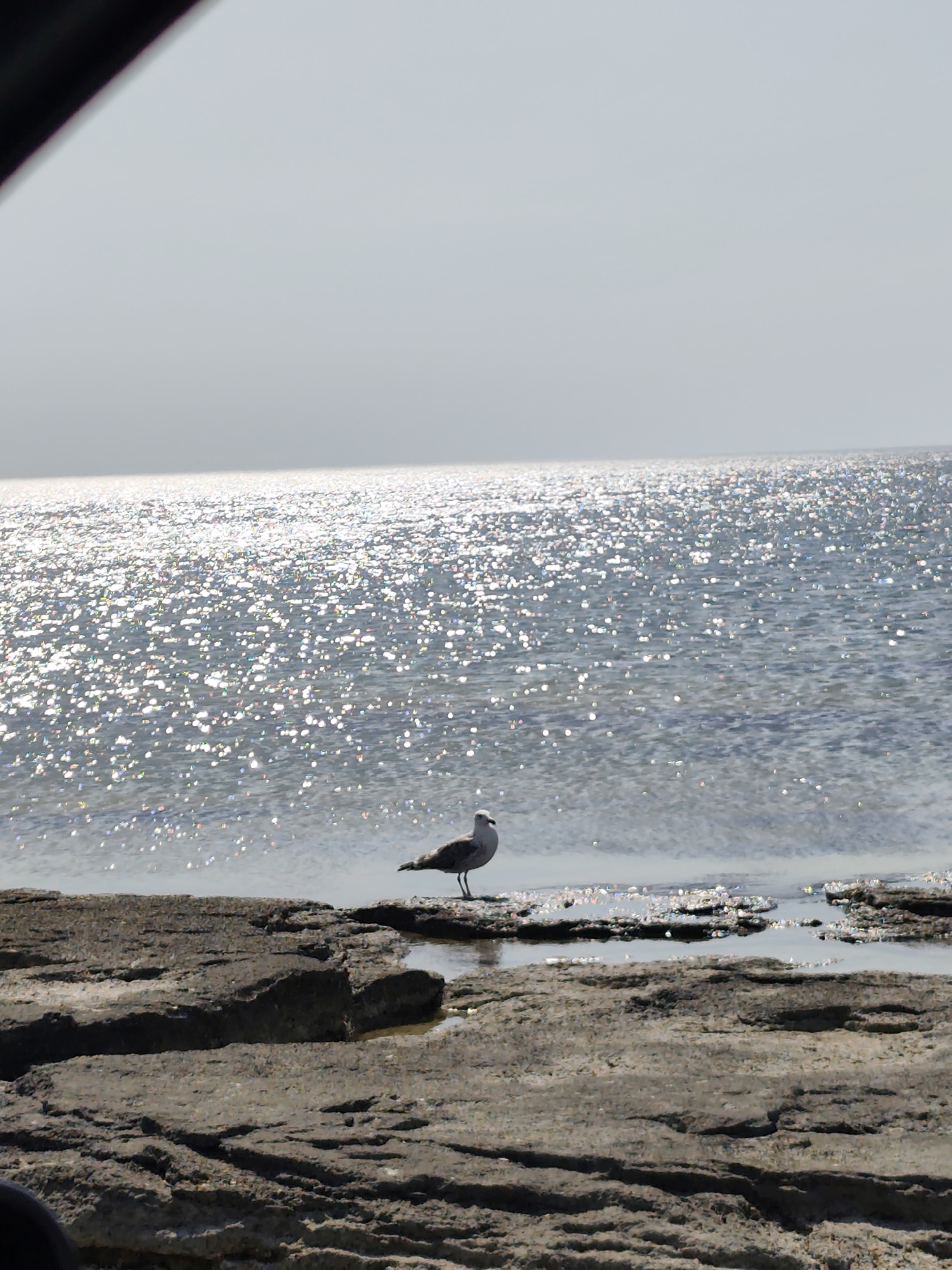 A lone seagull stands on a rocky shore, facing left. The sun glints off the shimmering surface of the ocean, creating a dazzling effect. The sky is a pale, hazy blue. The foreground consists of dark, textured rocks. The overall scene appears tranquil and natural.