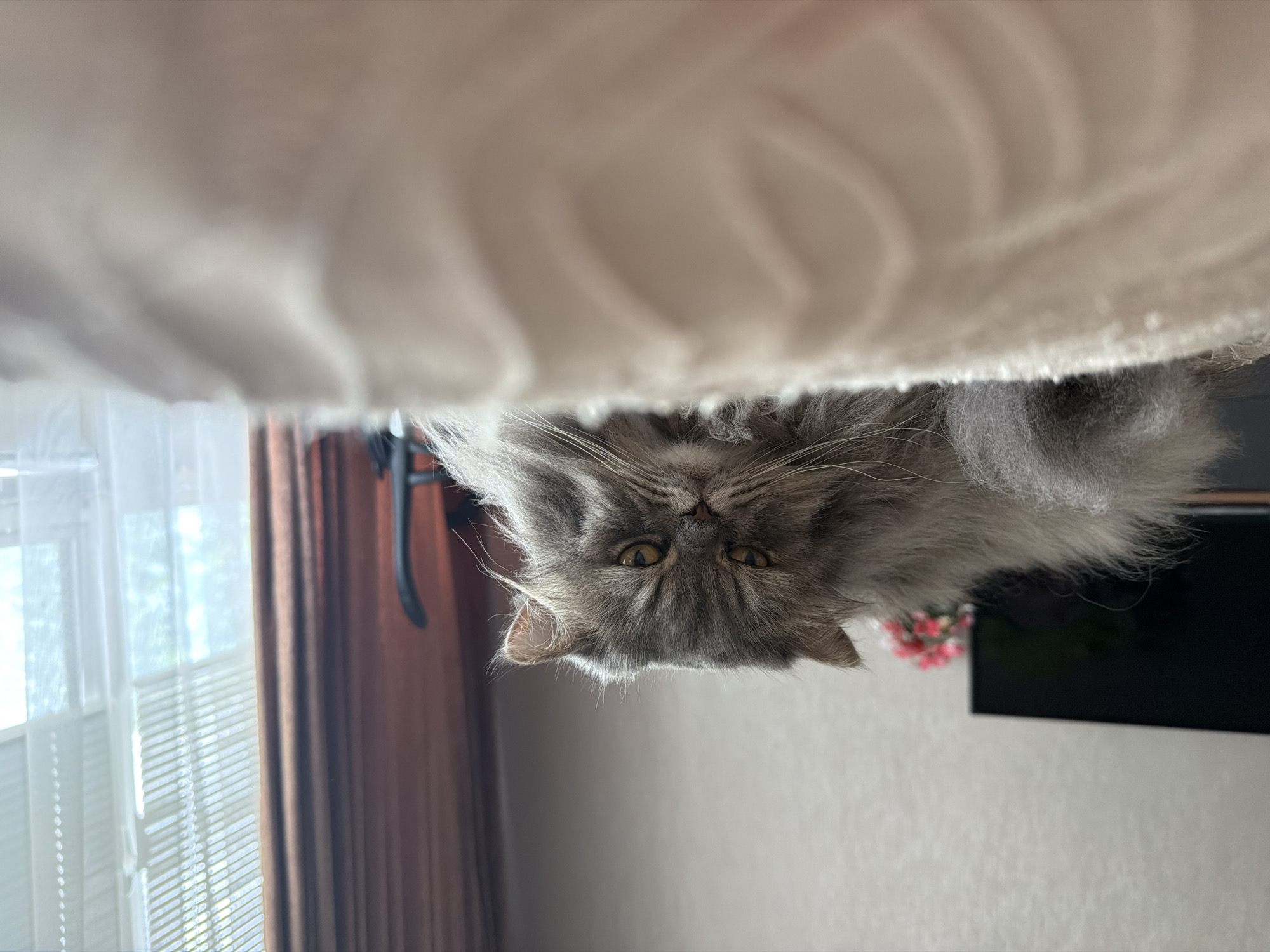 A gray, long-haired cat is seen upside down, peering into the camera's lens. Above the cat is an out-of-focus white surface, possibly a piece of furniture. To the left, a window with white blinds and translucent curtains is visible, alongside a brown curtain. In the background on the right, a TV screen and a small bouquet of pink flowers are present. The location is a room in a domestic setting, with no indication of the city of Varna, Bulgaria.