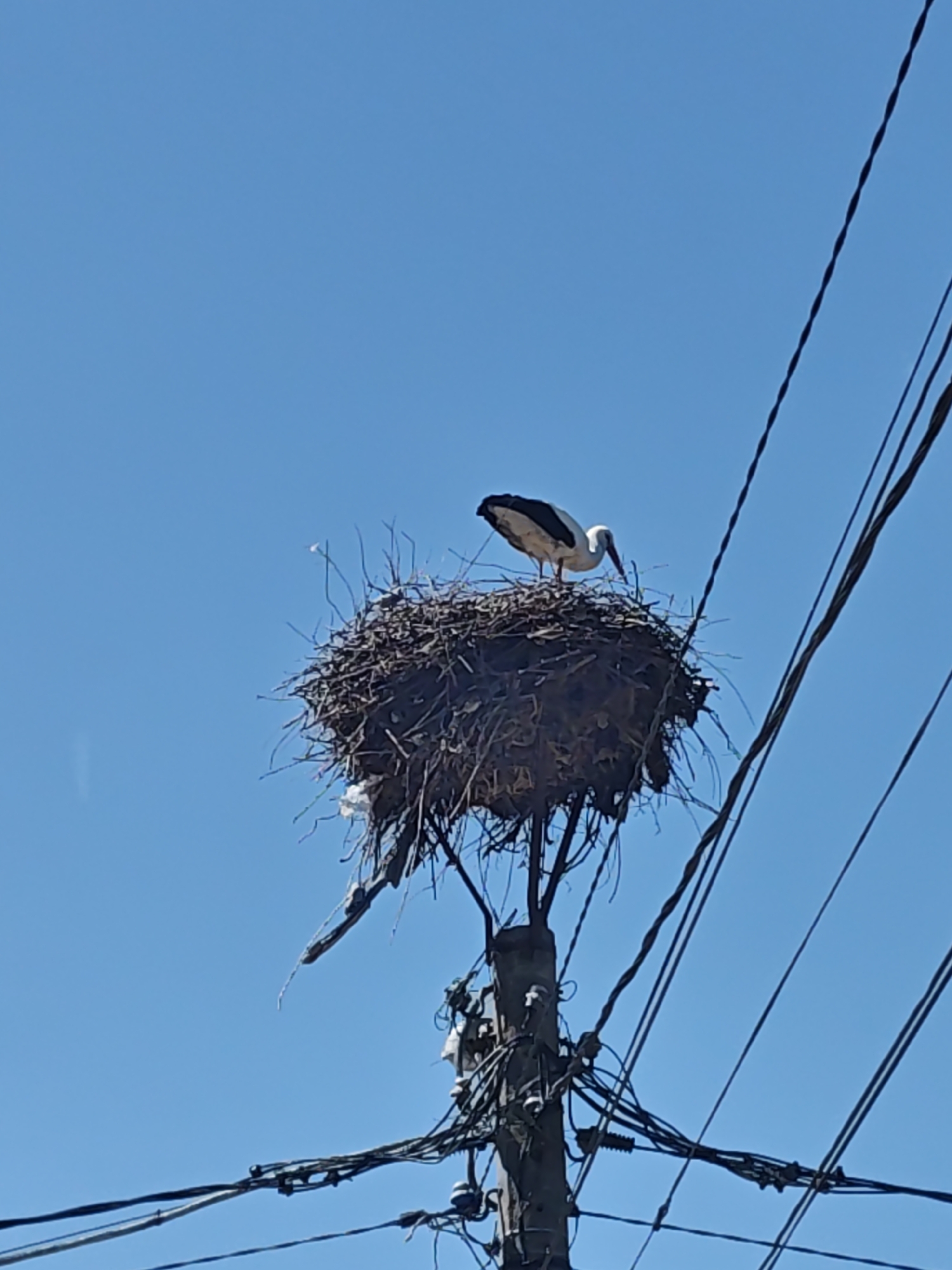 A stork stands in its large nest atop a utility pole, amidst a tangled network of wires against a clear blue sky. The nest appears to be constructed of sticks and other debris. The pole is gray and shows signs of wear. The location appears to be an urban area.