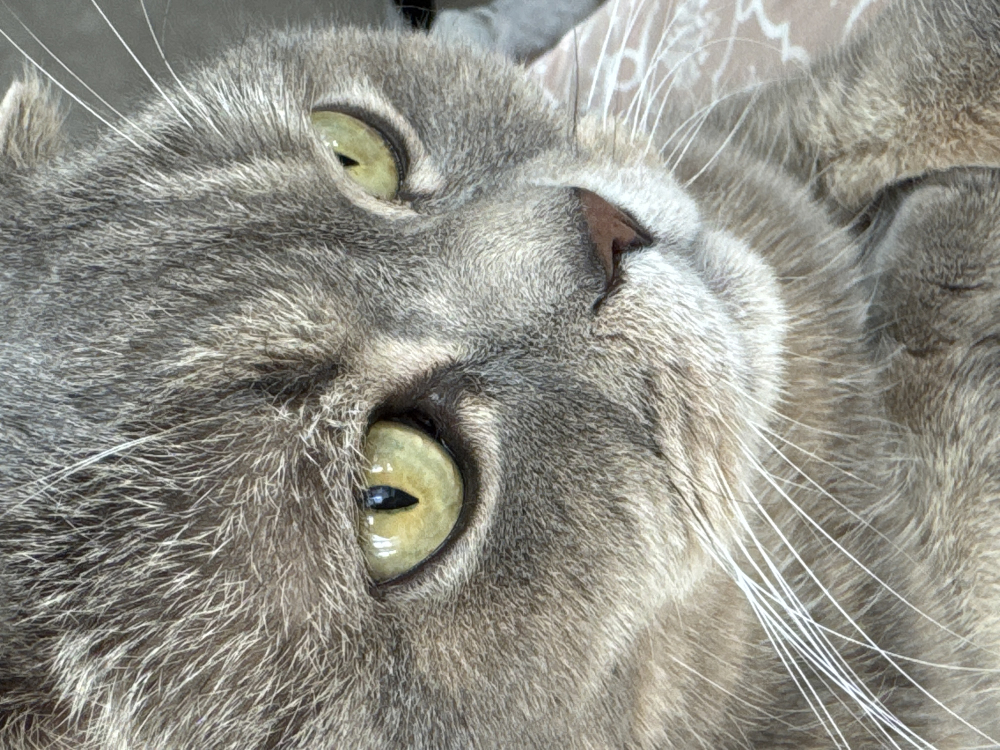 This media file is a close-up photograph of a grey cat's face. The cat is lying down, with its head tilted upwards and to the side. Its eyes are open, revealing striking green irises with vertical black pupils. The fur is short and dense, with subtle tabby markings. Prominent white whiskers extend outwards from its snout. The cat's nose is a dark brown. The background is out of focus, but appears to be a patterned fabric. The lighting suggests it is daytime, and the overall mood is one of peacefulness and relaxation. There is no visible text in the image.