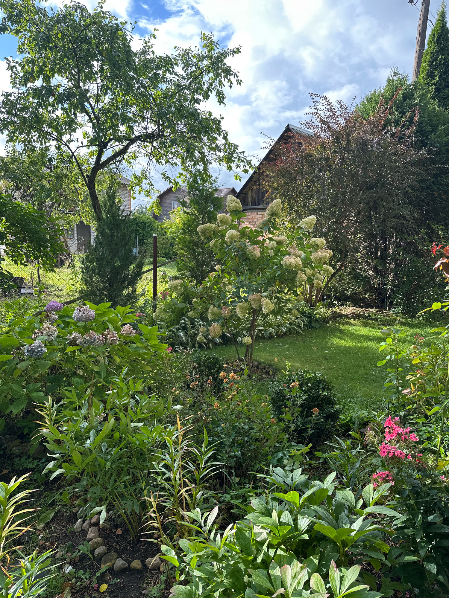 The image depicts a lush, green backyard garden, likely located in a rural setting within Калодзішчанскі сельскі Савет, Belarus. The scene is dominated by abundant vegetation, including trees, shrubs, and flowering plants. In the foreground, a variety of green plants with large leaves are visible, interspersed with small stones. To the left, a cluster of hydrangeas displays shades of purple, blue, and grey. A large tree with a thick trunk and spreading branches with green leaves occupies the upper left portion of the frame, with its canopy obscuring part of the sky. In the middle ground, a tall bush with white, cone-shaped flowers stands prominently, surrounded by other greenery. Beyond the garden, a wooden-sided house with a dark roof is partially visible through the foliage. Another house, constructed of brick, is also present in the background, along with a section of a chain-link fence. The ground is covered in grass, with sunlight creating patches of light and shadow. The sky is blue with scattered white clouds. In the far right, a utility pole with wires is visible. The overall impression is one of a well-established, natural garden in a residential area.