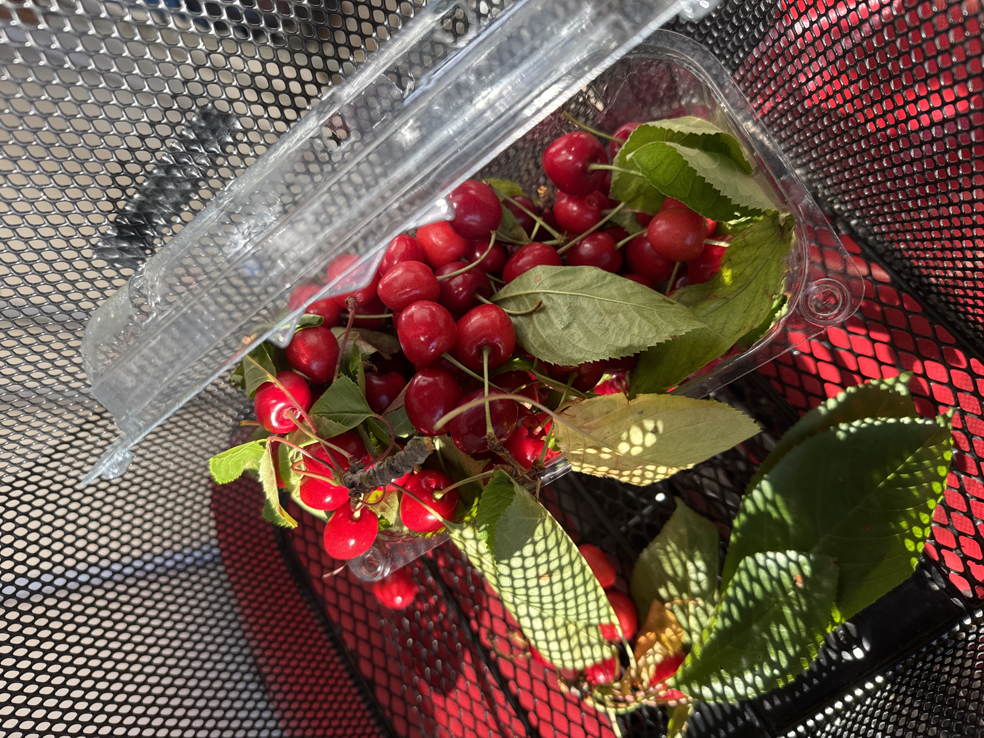 A close-up, high-angle shot captures a clear plastic container filled with ripe, red cherries. The container is resting on a red surface with a black mesh pattern. Sunlight casts shadows of the mesh onto the red surface and through the leaves of the cherries. A transparent plastic lid partially covers the container. The cherries have green stems and leaves attached, some of which are yellowed. In the background, a black mesh texture continues. The scene is illuminated by bright, natural sunlight. The location is Bellelay, Switzerland.