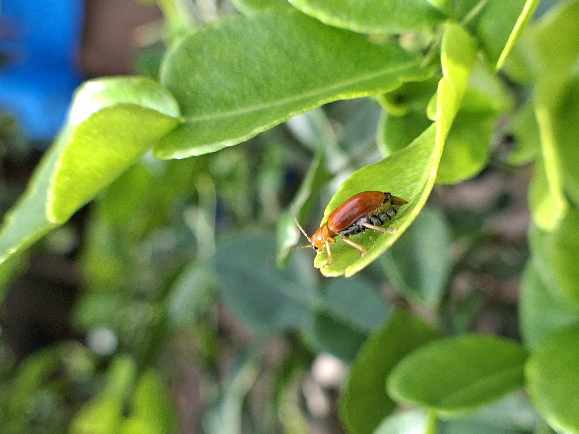 A reddish-orange beetle is perched on a vibrant green leaf. The leaf is part of a larger plant, indicated by the blurred green foliage in the background. The beetle is facing towards the top right of the frame. The location is Pie, Indonesia.