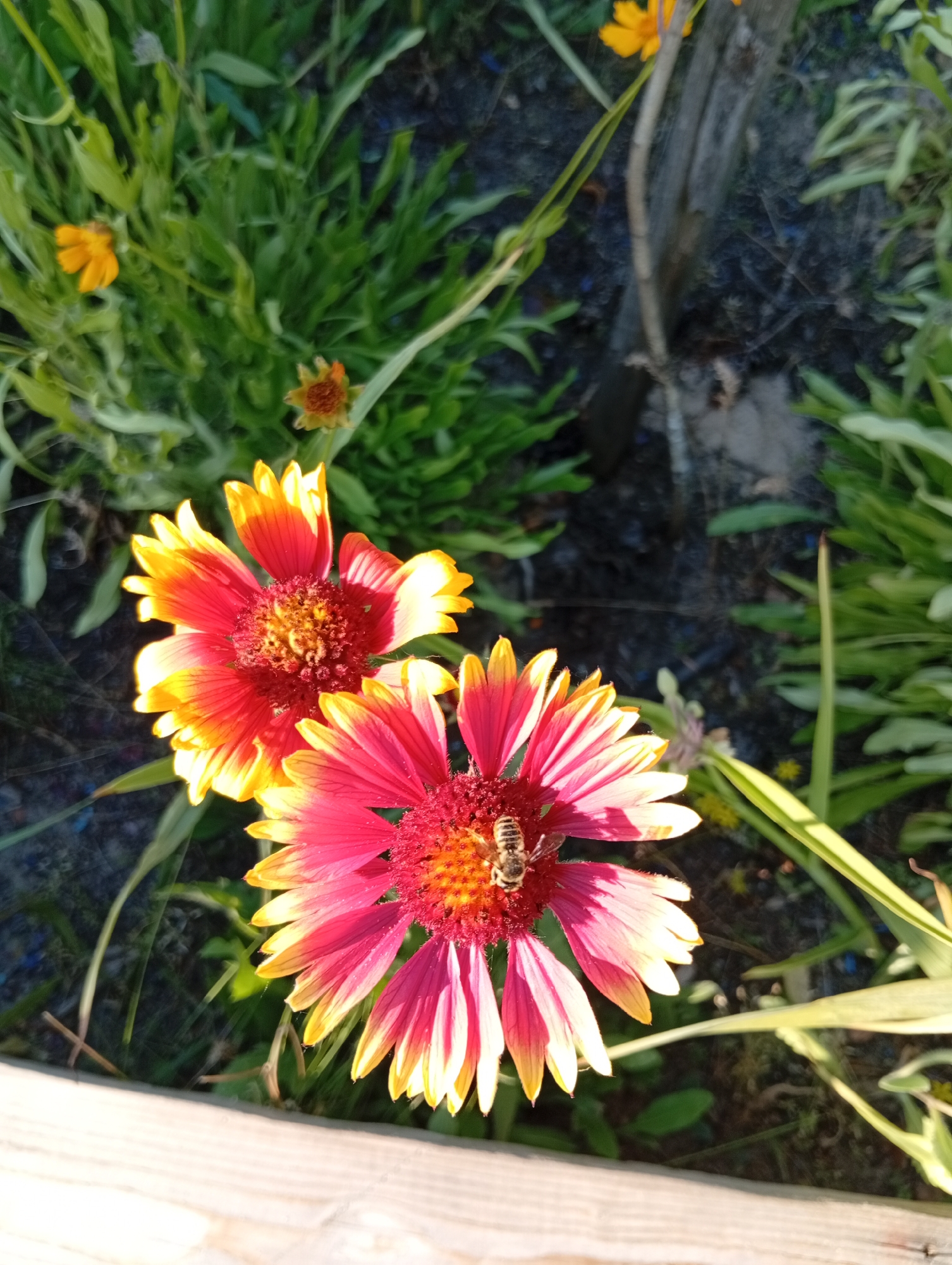 In an outdoor, natural setting, two vibrant flowers with red and yellow petals are in focus. One of the flowers is visited by a bee. The flowers are surrounded by green foliage and dark soil. A wooden structure is visible at the bottom of the frame. The scene appears to be a garden or park.