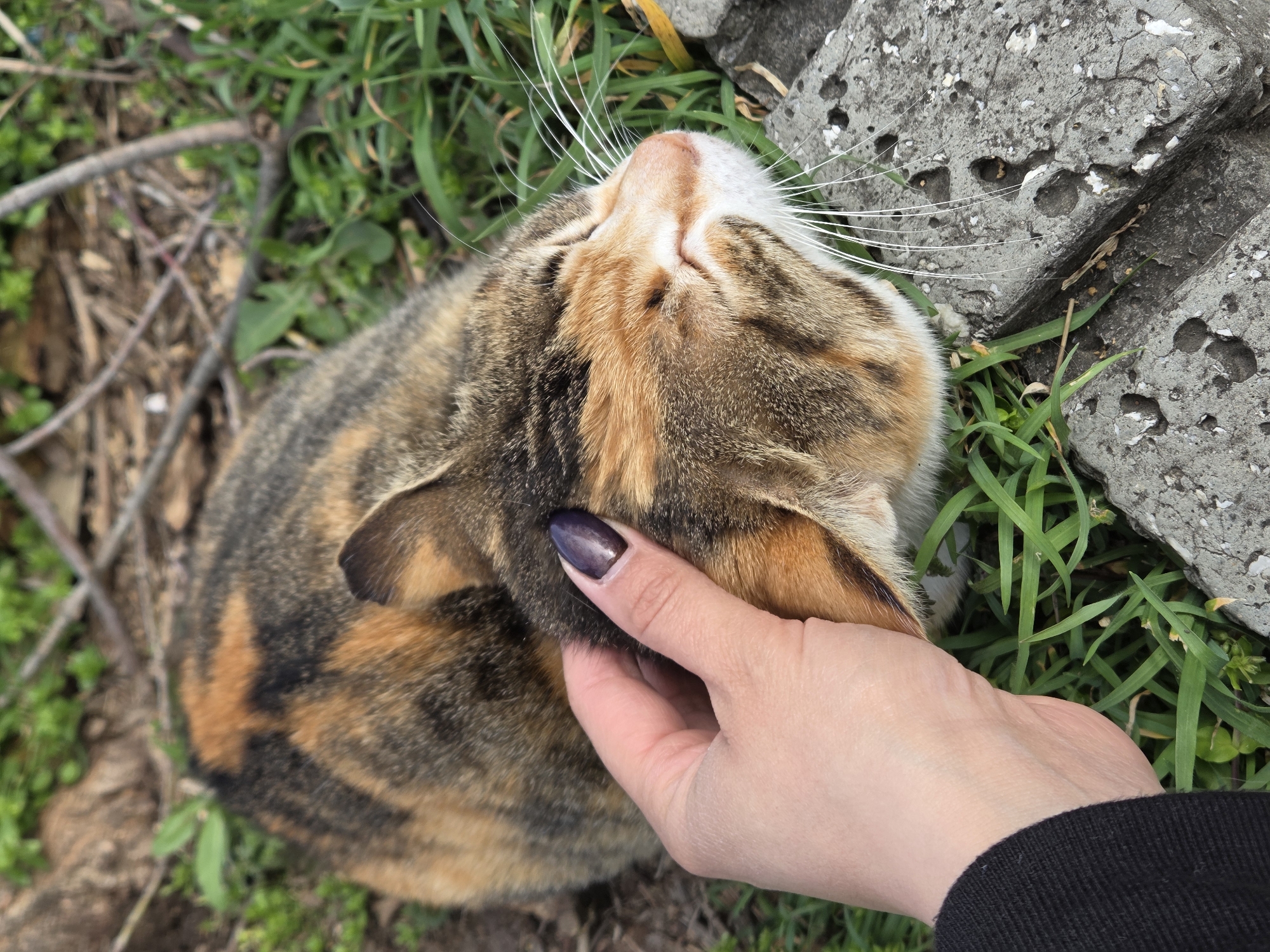 An overhead, close-up shot depicts a person petting a cat outdoors. The cat, a tortoiseshell, lies on its back with its head resting against a cracked concrete block. Blades of green grass are interspersed with the concrete. A human hand, with a fingernail painted a dark color, strokes the cat's head behind its ear. The cat's white whiskers are prominent against the green grass. The ground surrounding the cat and concrete is mixed with small twigs and sparse greenery. Due to the presence of concrete and sparse grass, the setting appears to be an urban one in Bulgaria. The exact location in Varna cannot be determined.