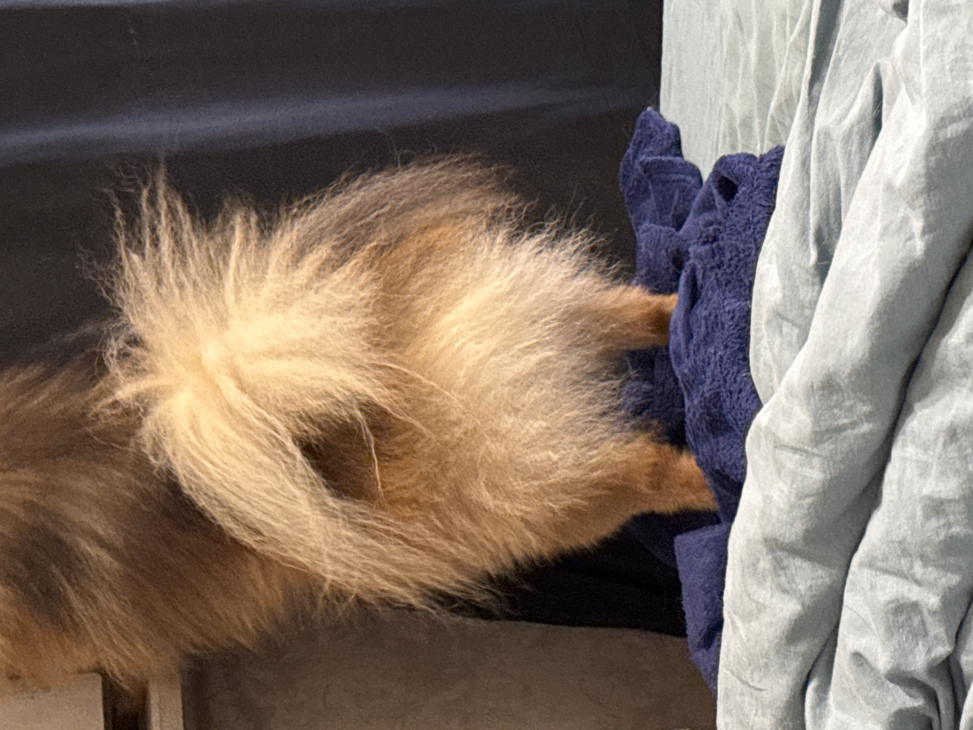 The image shows the rear end of a fluffy dog, likely a Pomeranian, with its bushy tail held high. The dog is standing on a folded blue towel, which is placed on a light blue, wrinkled fabric surface, possibly a bed or couch. The background consists of a dark curtain and a blurred wall. There is no visible indication of the city of Khimki, Russia. The lighting is dim, and the focus is on the dog's fur and tail.