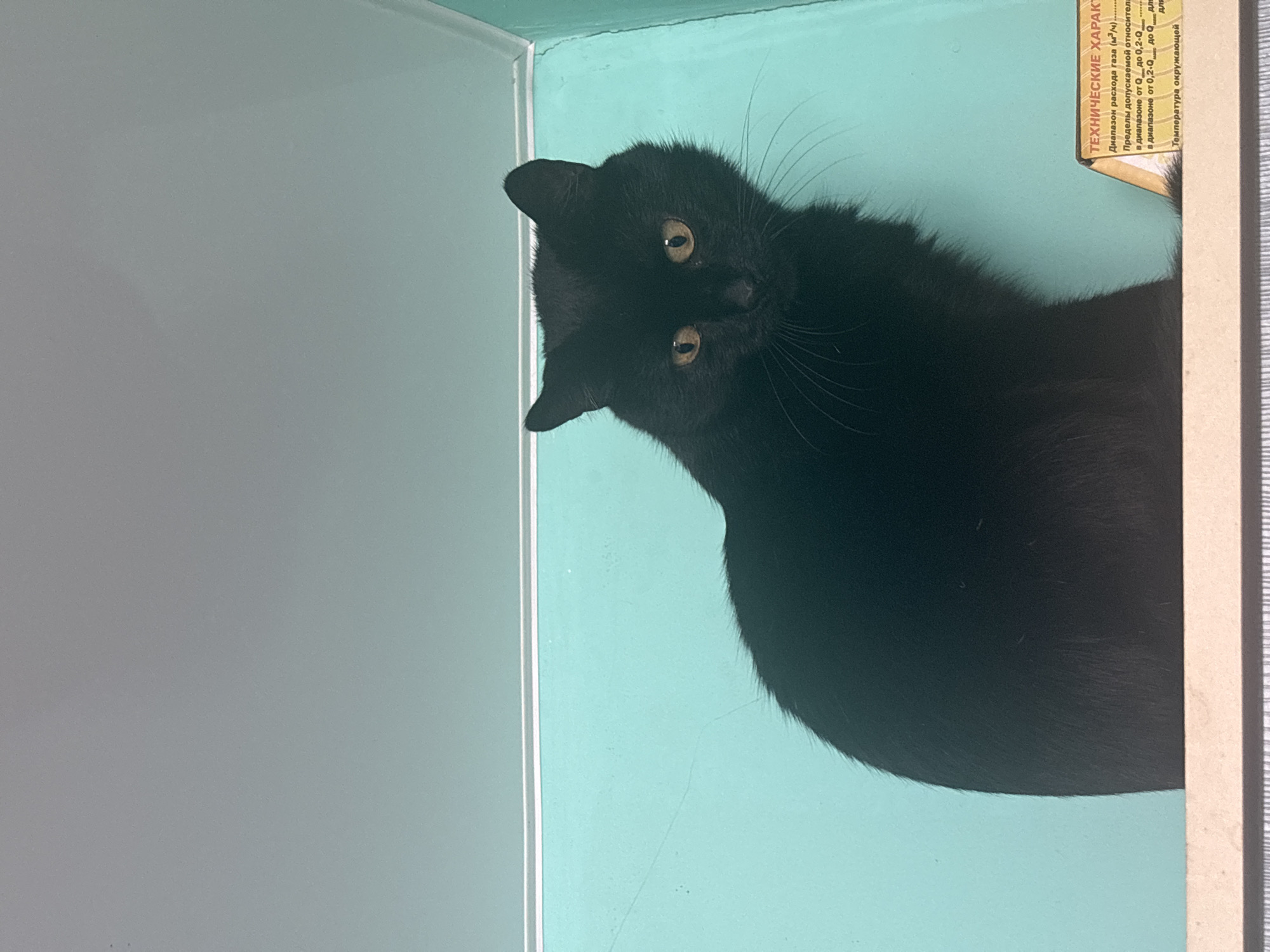 A black cat with golden eyes is positioned on a surface with a light blue background. The cat's head is slightly tilted, and its whiskers are visible. To the right of the cat, there's a document with text written in Russian; a section of the text reads, "ТЕХНИЧЕСКИЕ ХАРАКТ." Parts of the text mention technical specifications related to gas consumption and permissible limits. The location in the city of Марковский, Russia, is unknown.