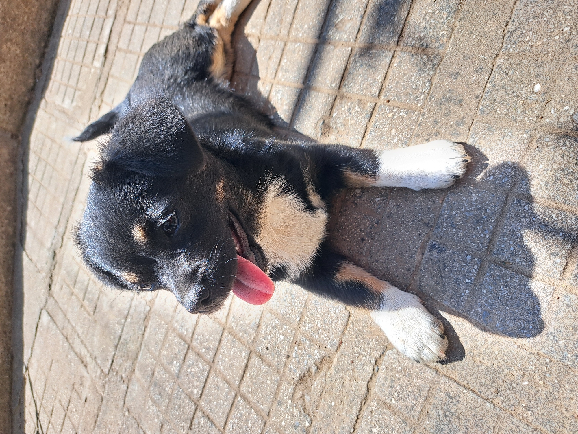 A black and tan puppy lies on a tiled surface outdoors. The dog is positioned on its belly, with its tongue lolling out of its mouth. The puppy's paws are white. The tiled surface is a light tan color, and the scene is well-lit, indicating daytime. A shadow is cast near the puppy's paws, suggesting a nearby light source. The location is Chepintsi, Bulgaria.