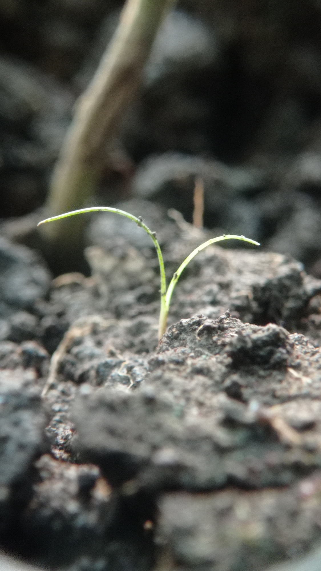 A close-up, low-angle shot shows a young green sprout emerging from dark soil. The sprout has two delicate, arching leaves, each tipped with a few tiny black specks, possibly insects or debris. The soil is granular and uneven, with some larger clumps and finer particles. In the background, a blurred vertical object, possibly a stem or stake, is visible, along with other out-of-focus dark shapes that suggest a natural or garden setting. The lighting is dim, casting a soft, diffused glow on the scene. There is no indication of the location being in Mulyoagung, Indonesia.