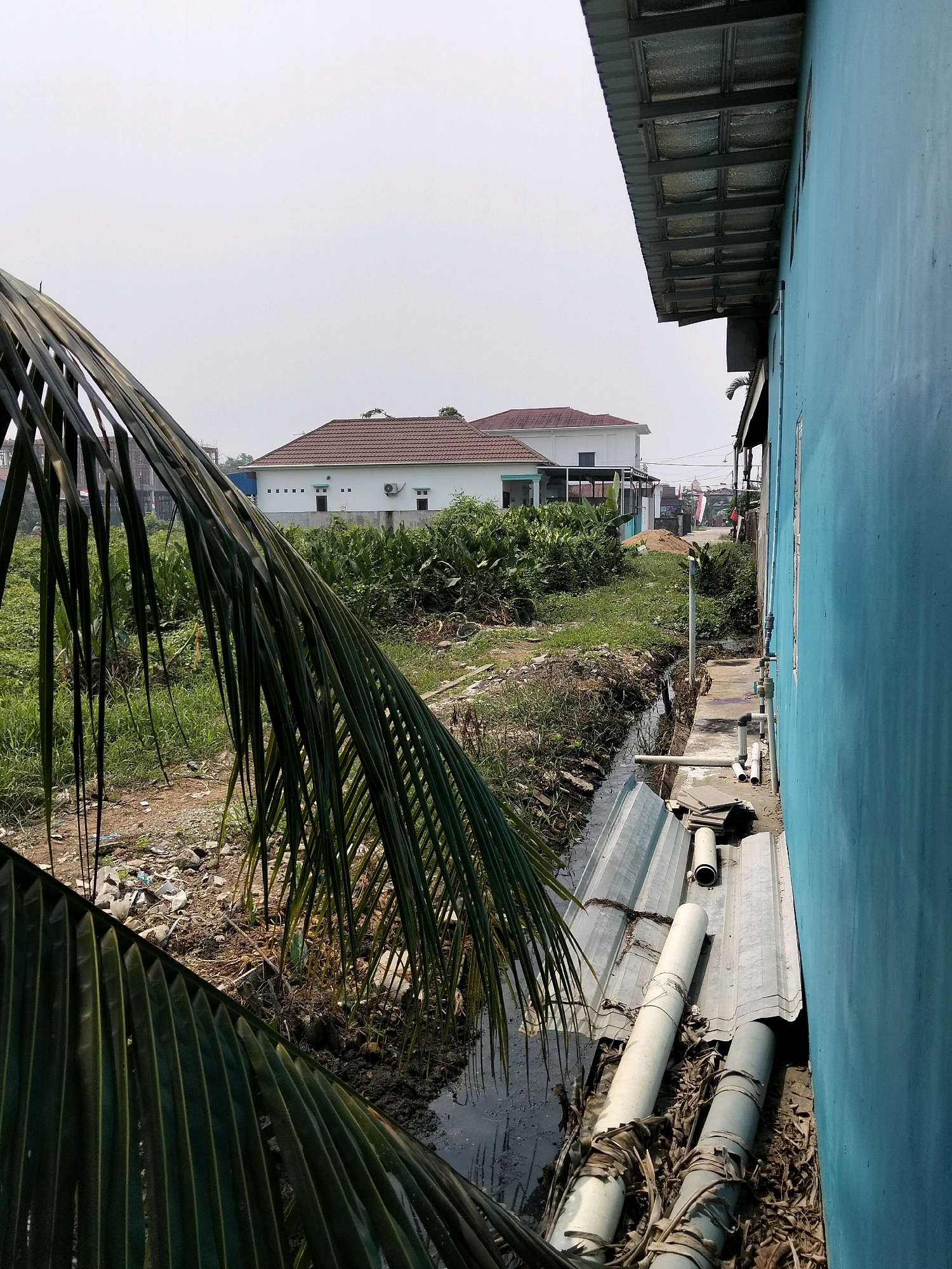 The image depicts an outdoor scene in what appears to be a developing area, possibly in Arang Limbung, Indonesia, given the context provided. In the foreground, a large palm frond extends diagonally from the left side of the frame, partially obscuring the view. To the right, a vibrant blue wall of a building dominates the right edge of the image, with its corrugated metal roof extending overhead.
In the middle ground, a narrow, murky ditch runs horizontally, bordered by a concrete path along the blue building. Several large white pipes and other construction materials are laid out on the ground near the ditch and the concrete path. Beyond the ditch, a grassy area with scattered debris leads to a white building with a brown tiled roof. This building has several windows and an air conditioning unit visible. Dense green vegetation surrounds the building and extends into the background. The sky is overcast and pale.
The scene suggests an area undergoing construction or renovation, with a mix of natural elements and man-made structures. There are no people visible in the immediate vicinity. The overall impression is one of a slightly unkempt, rural or suburban environment.
