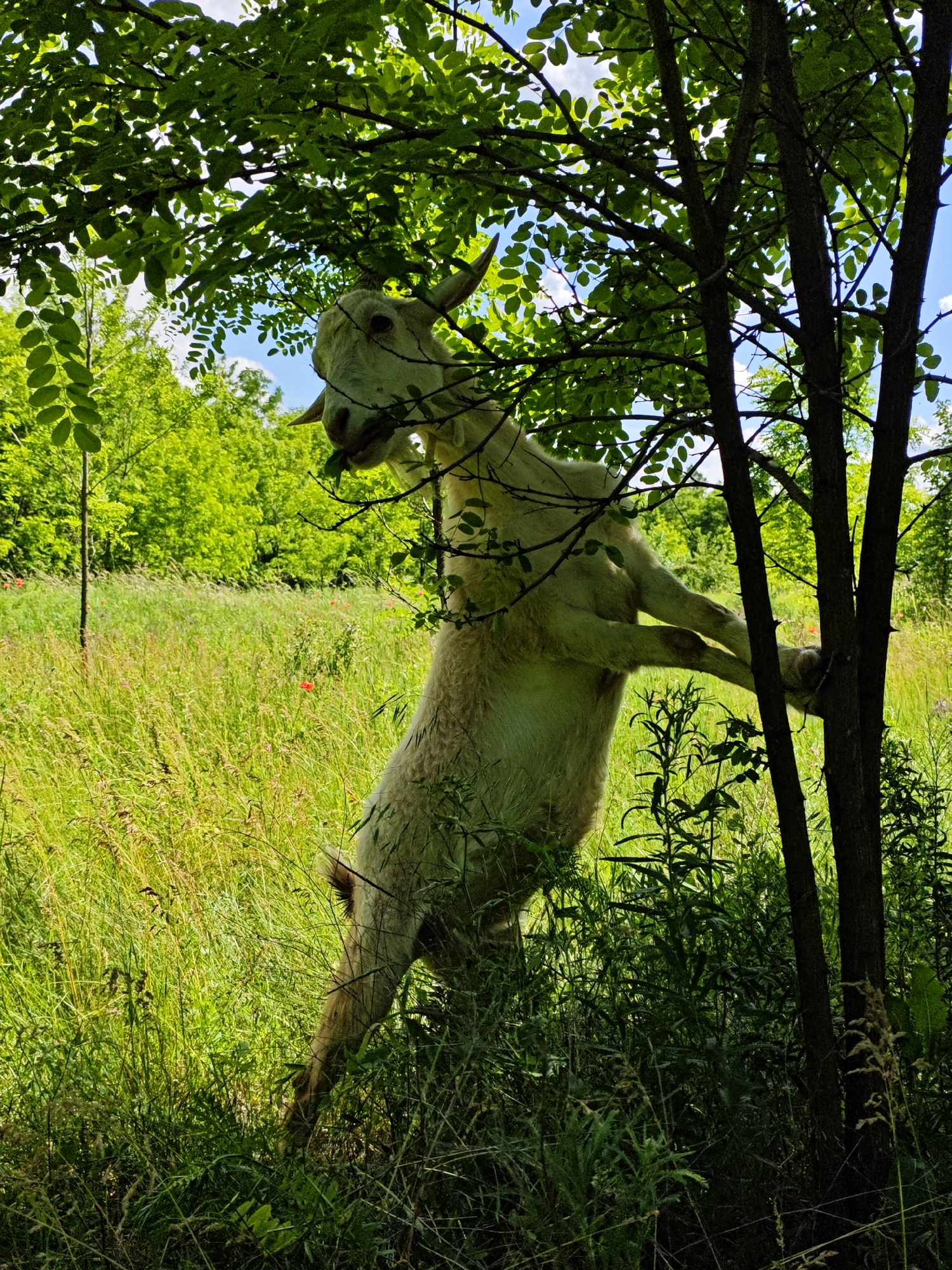 A light-colored goat stands on its hind legs, leaning against a tree trunk in a grassy field. The goat's front hooves are placed on the tree, and its head is raised, appearing to nibble on leaves from an overhanging branch. The background consists of a dense green forest, with patches of blue sky visible through the leaves. The field is filled with tall, dry grass and some red wildflowers. The scene is set in Andriivka, Ukraine, on a sunny day.