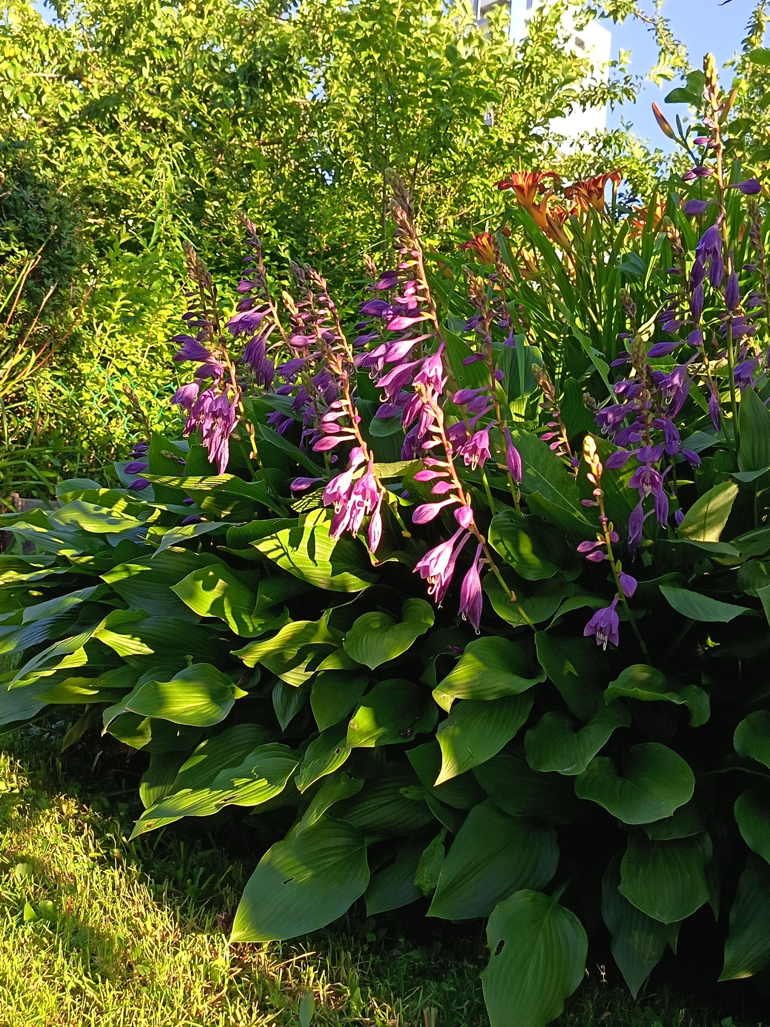 This is a medium shot, eye-level, outdoor, natural light photograph of a hosta plant with purple flowers in bloom. The hosta plant has large, dark green, heart-shaped leaves that are well-defined and casting shadows. Tall spikes of bell-shaped, purple flowers are emerging from the plant, with some flowers fully open and others still in bud. The background consists of lush green foliage from trees and other plants, with some bright orange daylily flowers visible in the distance. The sky is clear and blue. The foreground shows green grass with some dry patches, illuminated by the warm glow of sunlight. There are no people or animals present in the image. The location is described as Unknown, Unknown.