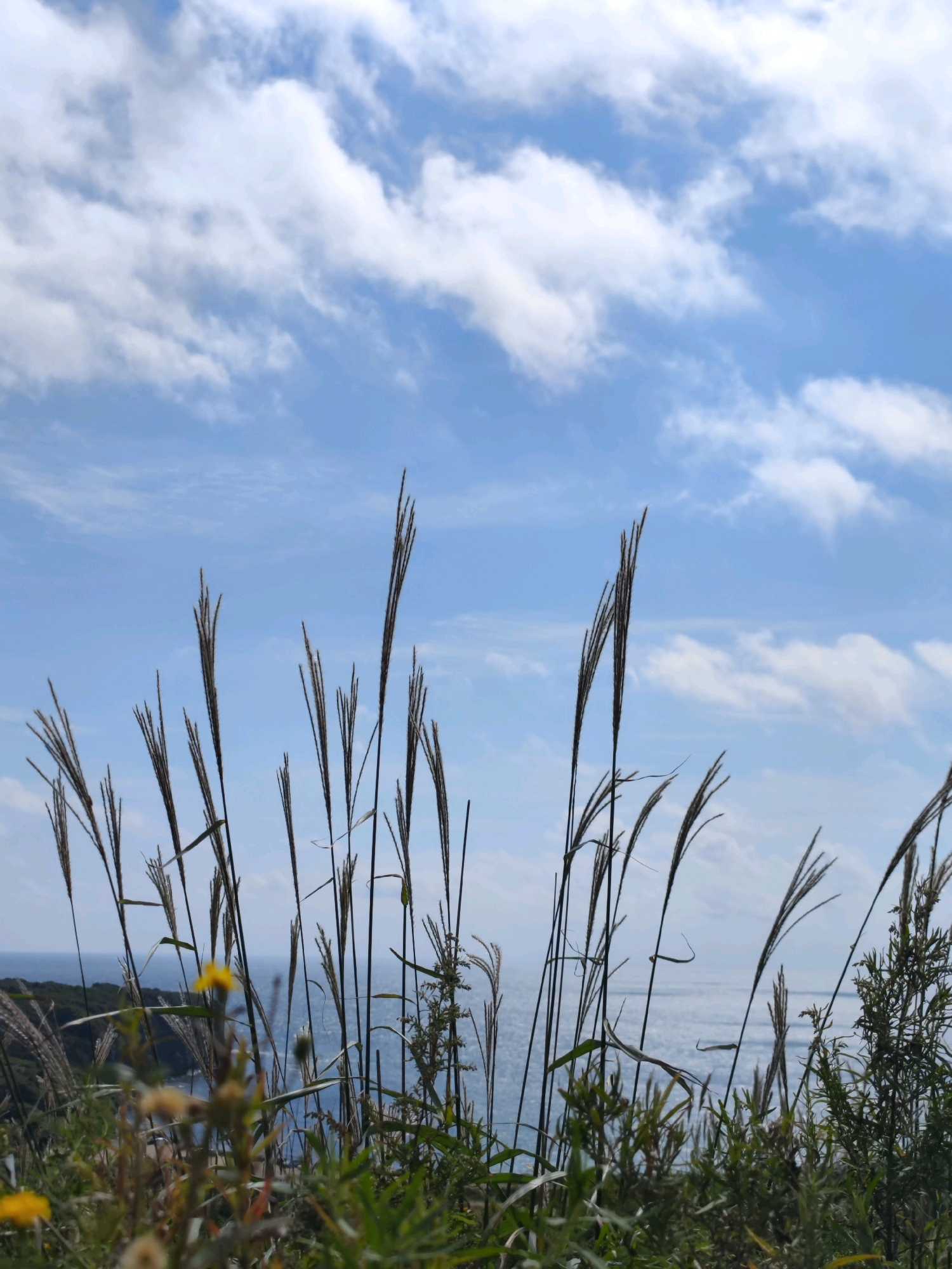 The image depicts a serene coastal landscape with tall, dry grass in the foreground, silhouetted against a vast blue sky filled with white, wispy clouds. The grass, likely pampas grass or a similar species, sways gently in the breeze, its feathery plumes reaching towards the heavens. In the background, the calm, blue ocean stretches to the horizon, meeting the sky in a seamless blend. The coastline is visible, a strip of green foliage and some rocky outcrops. The scene is tranquil and natural, evoking a sense of peace and solitude. The location is identified as Russky Island, Russia, a place known for its rugged natural beauty and coastal vistas. There are no people or animals visible in the image, emphasizing the untouched and wild character of the environment. The lighting suggests it is daytime, with the sun casting a gentle glow on the scene. The overall impression is one of a peaceful and unspoiled natural environment.