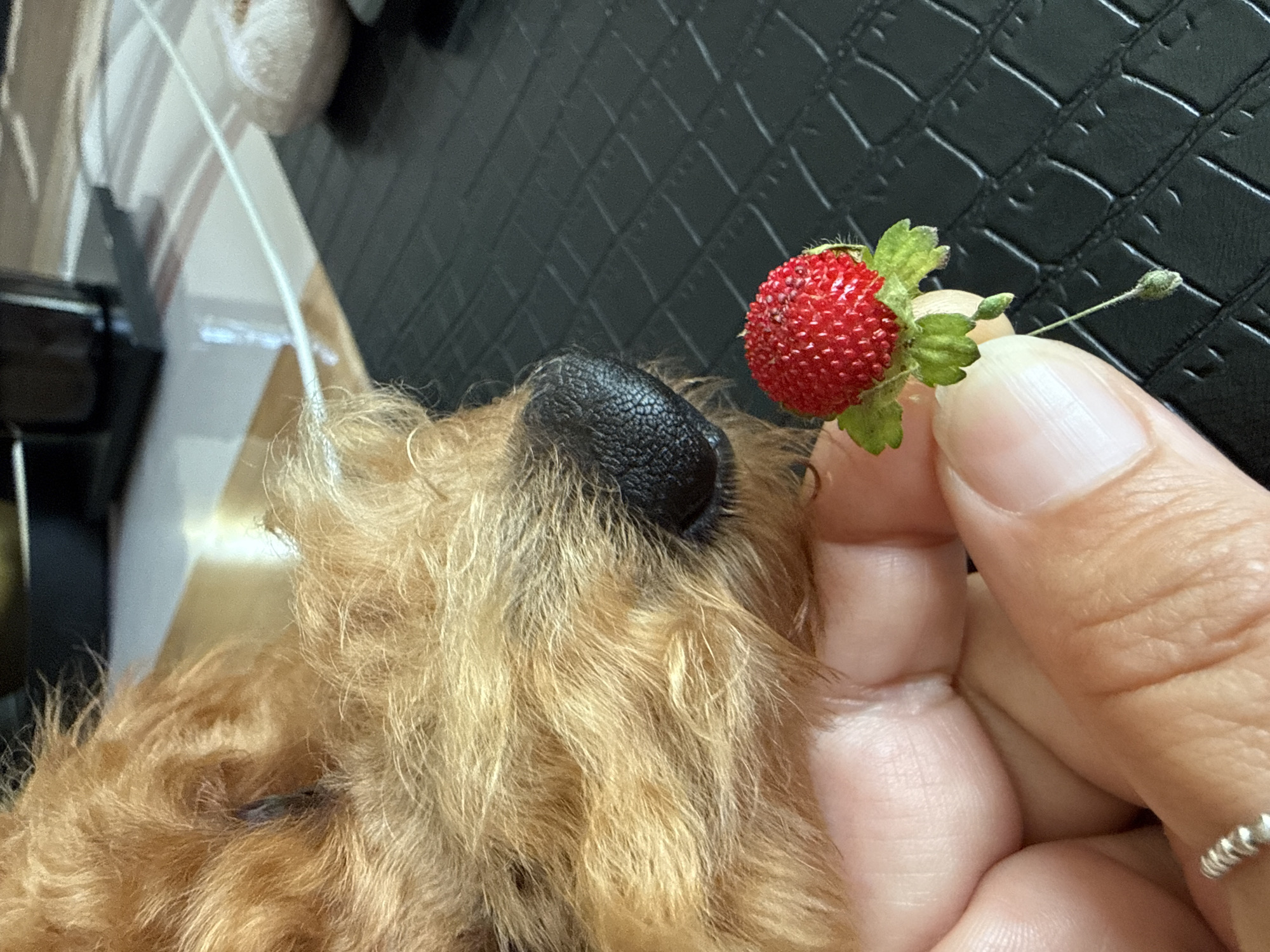 The image shows a close-up of a person's hand holding a tiny red berry, possibly a wild strawberry, near the nose of a brown poodle. The background is a textured black surface. The location in the city of Marum, Netherlands is not discernible from the image.
