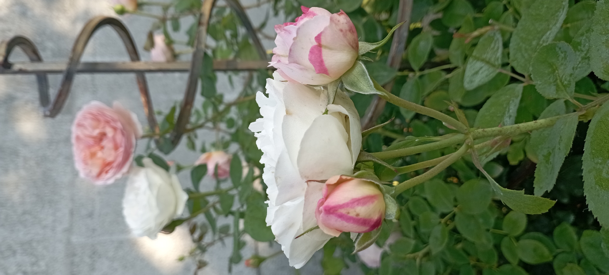 The image shows a close-up of several roses in bloom, with a textured grey wall in the background. In the foreground, a large white rose is prominent, with two pink-tinged buds at its base. One bud is on the left, and another on the right, both partially opened and showing streaks of pink. The leaves of the rose bush are a deep green and appear to be slightly wet. In the background, out of focus, are more roses, one predominantly pink and another white, suggesting a garden setting. A spiral metal garden stake is visible to the right, partially obscured by the foliage. The lighting suggests it is daytime, possibly late afternoon, with soft light illuminating the flowers. The scene is likely in a garden or outdoor floral display within the city of Radisne, Ukraine, given the provided context. There are no people or discernible actions taking place in the image, other than the natural state of the blooming flowers and their surrounding environment.