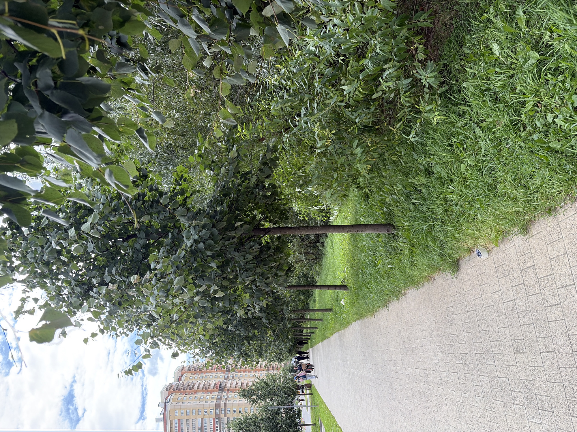 In the city of Kotelniki, Russia, a paved pedestrian walkway runs alongside a strip of lush green grass. A line of evenly spaced, mature trees with full green canopies are planted along the edge of the grass, providing shade. Beyond the trees, a dense area of foliage and bushes creates a natural border. In the distance, several tall, multi-story apartment buildings with light-colored facades are visible. A small group of people, including individuals walking and one person on a bicycle, are seen on the walkway in the mid-ground, heading away from the viewer. The sky above is partly cloudy.