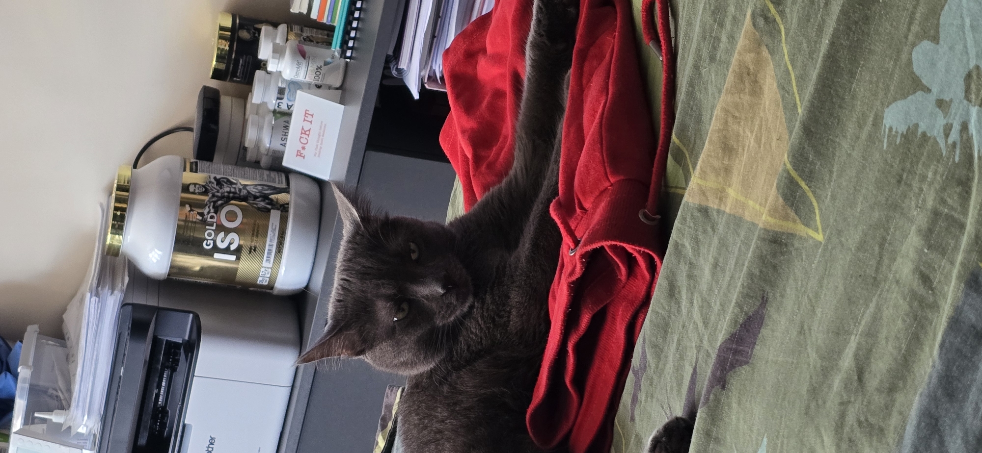 A medium shot shows a dark grey cat lying on a bed with a red blanket and a patterned comforter. The cat is looking towards the viewer with a slightly grumpy expression. Behind the cat, on a shelf, are several white and gold tubs of supplements, a printer, and stacks of paper. A small white card with the words "F*CK IT" printed in red is visible on the shelf. The overall scene suggests a casual, indoor setting.