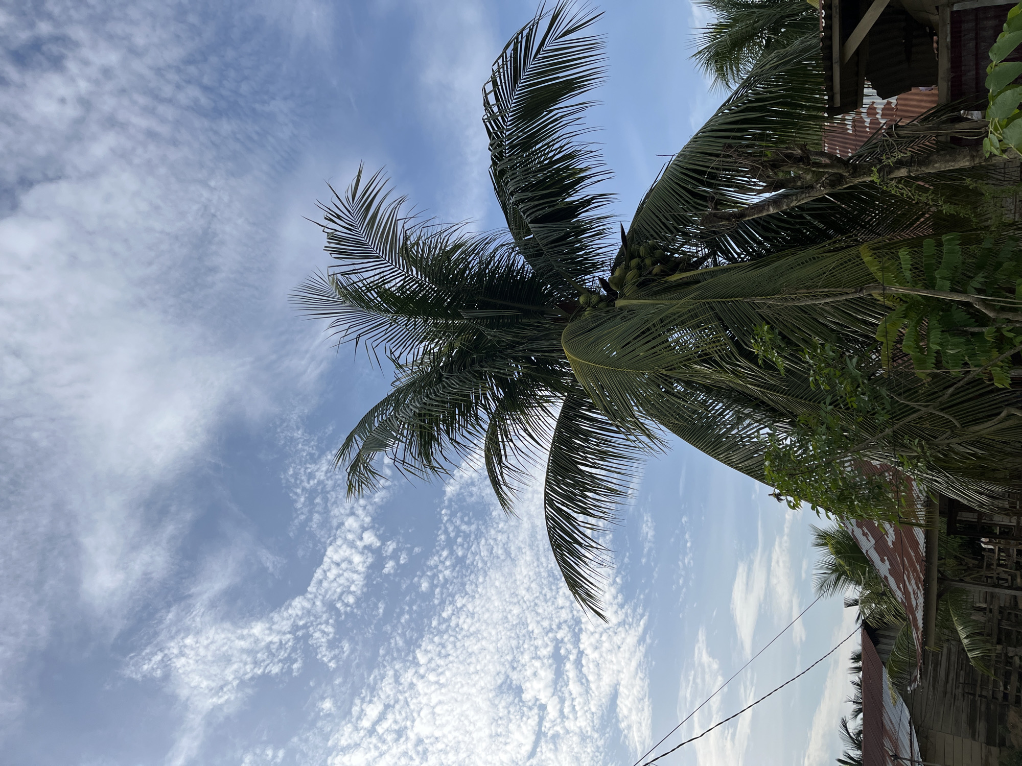 The image depicts a cloudy blue sky above a cluster of coconut trees and simple wooden structures with corrugated metal roofs. The scene is set in the city of Benuaraja, Indonesia. In the foreground, a large coconut tree with several green coconuts is prominent. Its fronds extend upwards and to the right, obscuring parts of the sky. To the left of the main coconut tree, a thin black wire stretches diagonally across the frame. Behind the trees, several rustic, weathered wooden buildings with corrugated tin roofs are visible. The roofs show signs of rust and age, common in tropical climates. The overall atmosphere is one of a rural or semi-rural setting within Benuaraja. There are no people or animals visible in the image.