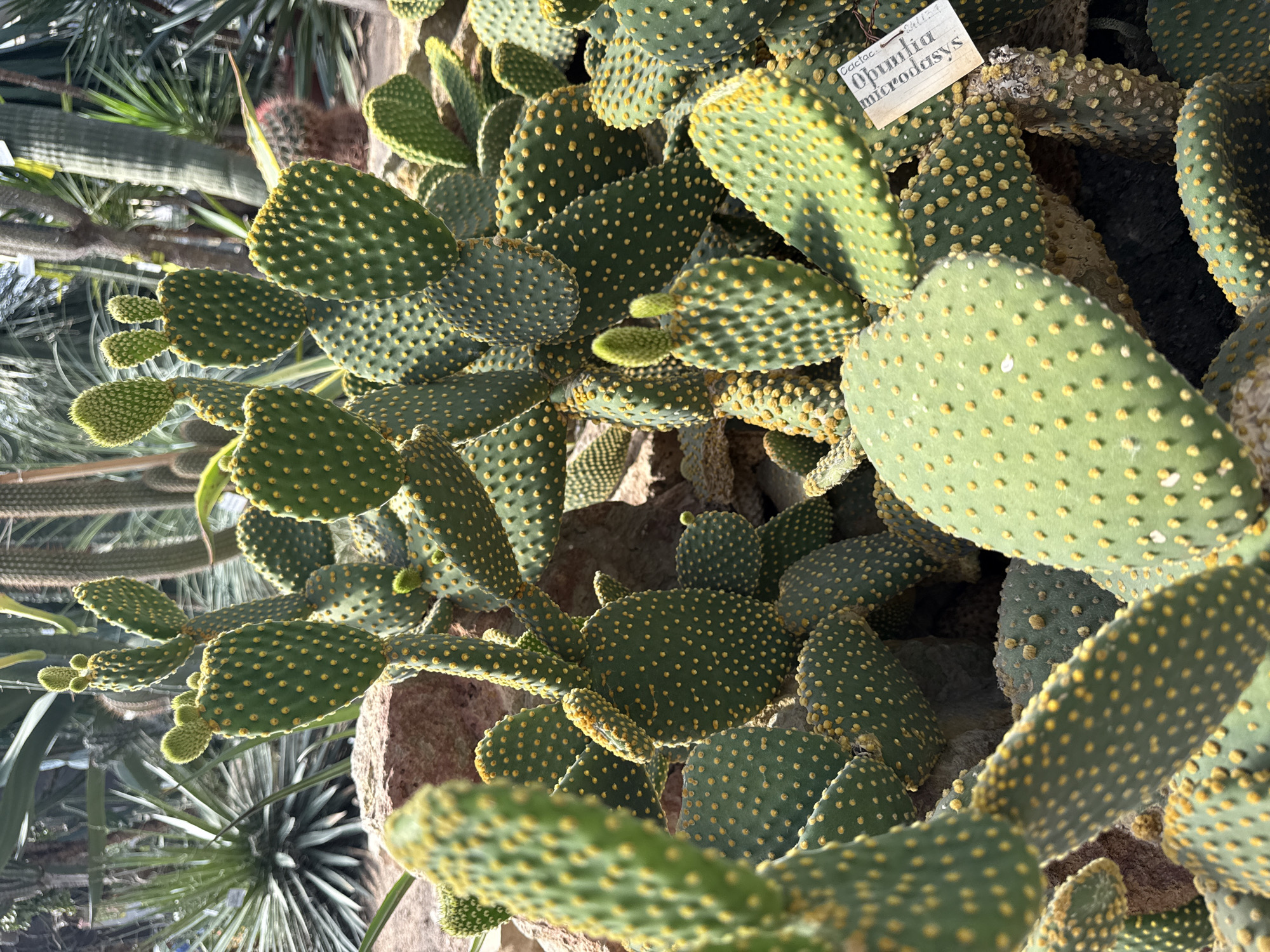 A close-up, eye-level shot captures a dense cluster of bunny ear cacti (Opuntia microdasys) in a greenhouse environment. The cacti are characterized by their flat, paddle-shaped segments covered in small, fuzzy yellow glochids. Several new green shoots are visible sprouting from the tops of some pads. The background is filled with other arid plants, including spiky agave-like succulents and tall, columnar cacti, all bathed in natural sunlight filtering through a glass ceiling. A small, weathered label is attached to one of the cacti, partially obscured by its pads, bearing handwritten text that appears to read "Opuntia microdasys." The scene is set in the Conservatory of the Peter the Great Botanical Garden in Saint Petersburg, Russia.