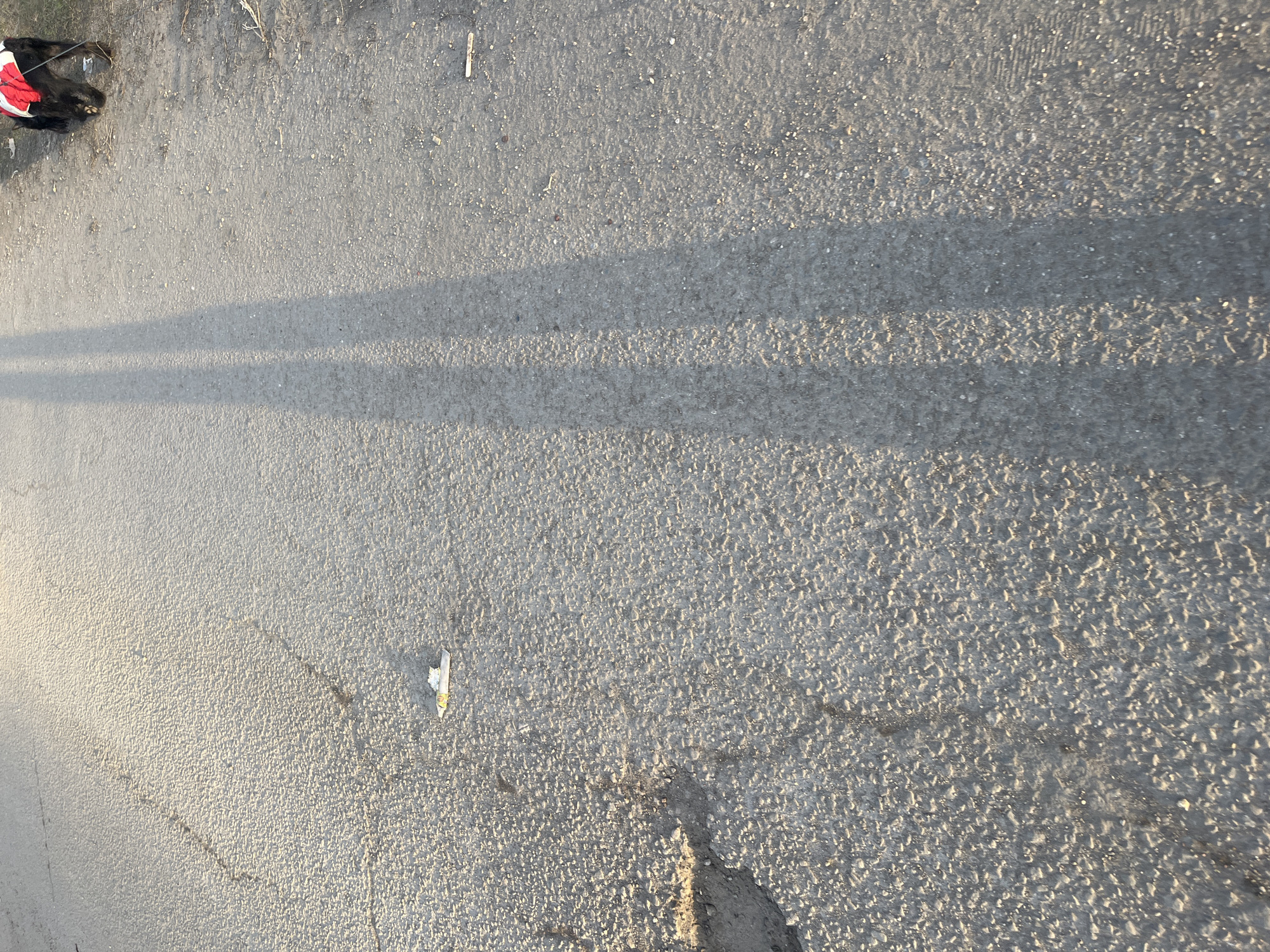 The image shows an asphalt road surface. A dog wearing a red and white vest is in the upper left corner. A narrow, dark shadow stretches across the road surface from top to bottom. There is litter in the middle of the road. The location cannot be determined from the image alone.