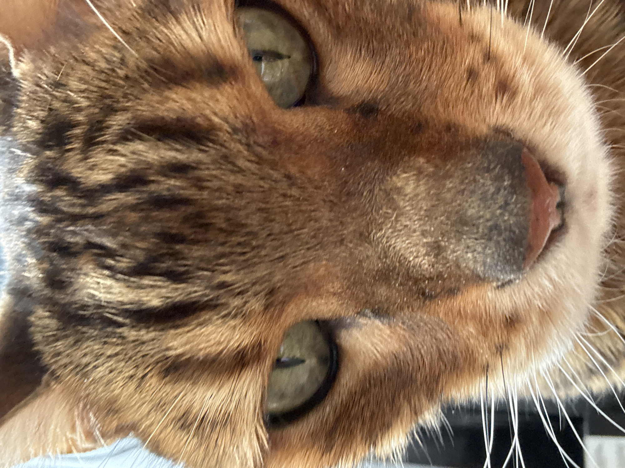 A close-up image shows the face of a Bengal cat. The cat has green eyes, a pink nose, and brown and black patterned fur. The cat's face is slightly angled.