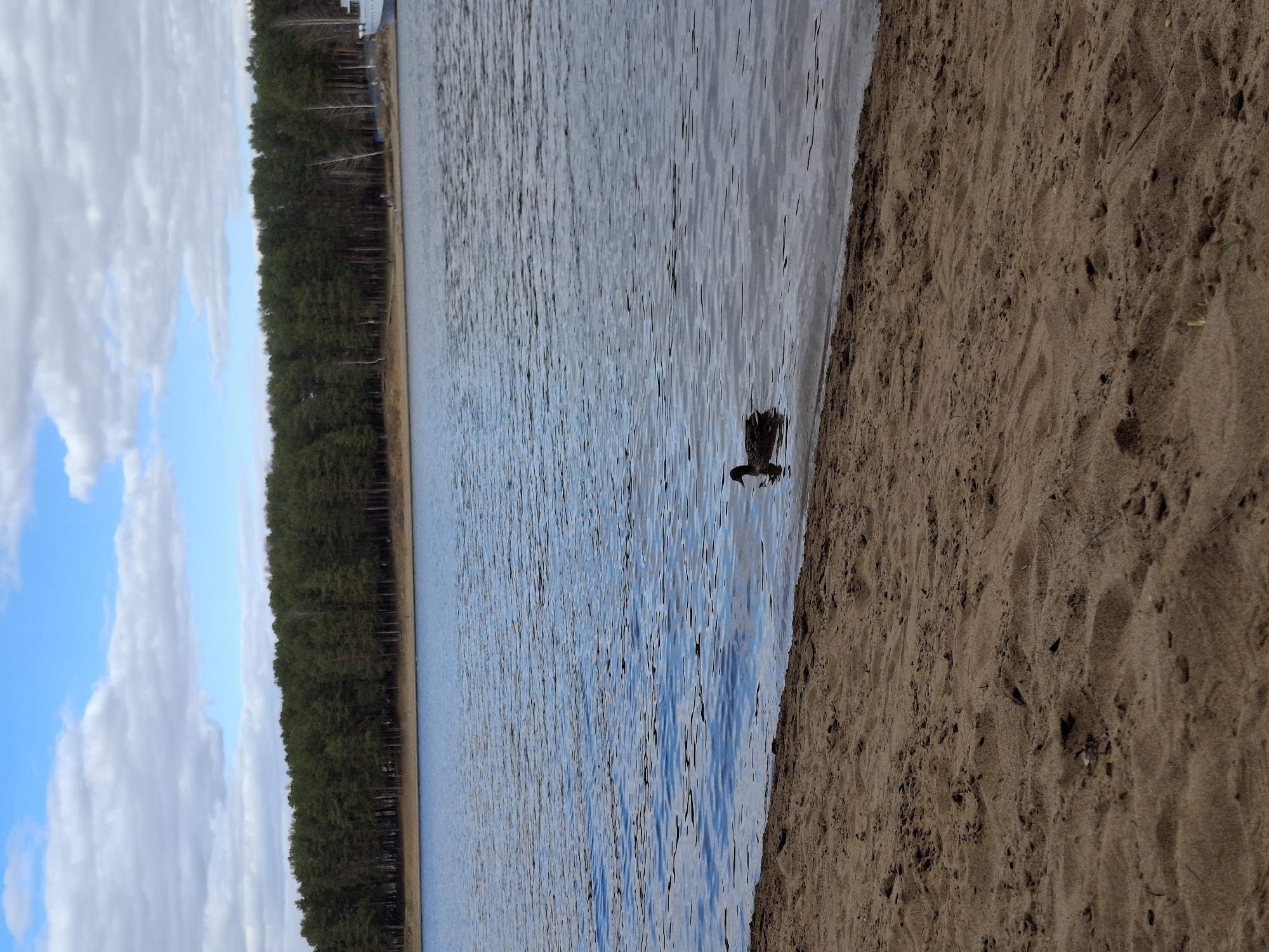 The image depicts a landscape scene likely taken in Chaikovsky, Russia. A body of water, probably a lake or river, occupies a significant portion of the frame. A sandy beach stretches along the right edge of the water, with the texture and color of the sand clearly visible.
In the water, near the shoreline, there's a bird, possibly a duck or similar waterfowl.
Across the water, a dense line of trees forms the opposite shore, adding a natural border to the scene.
The sky above shows a mix of blue and white clouds. The angle of the photo suggests that it was taken from a ground-level perspective.