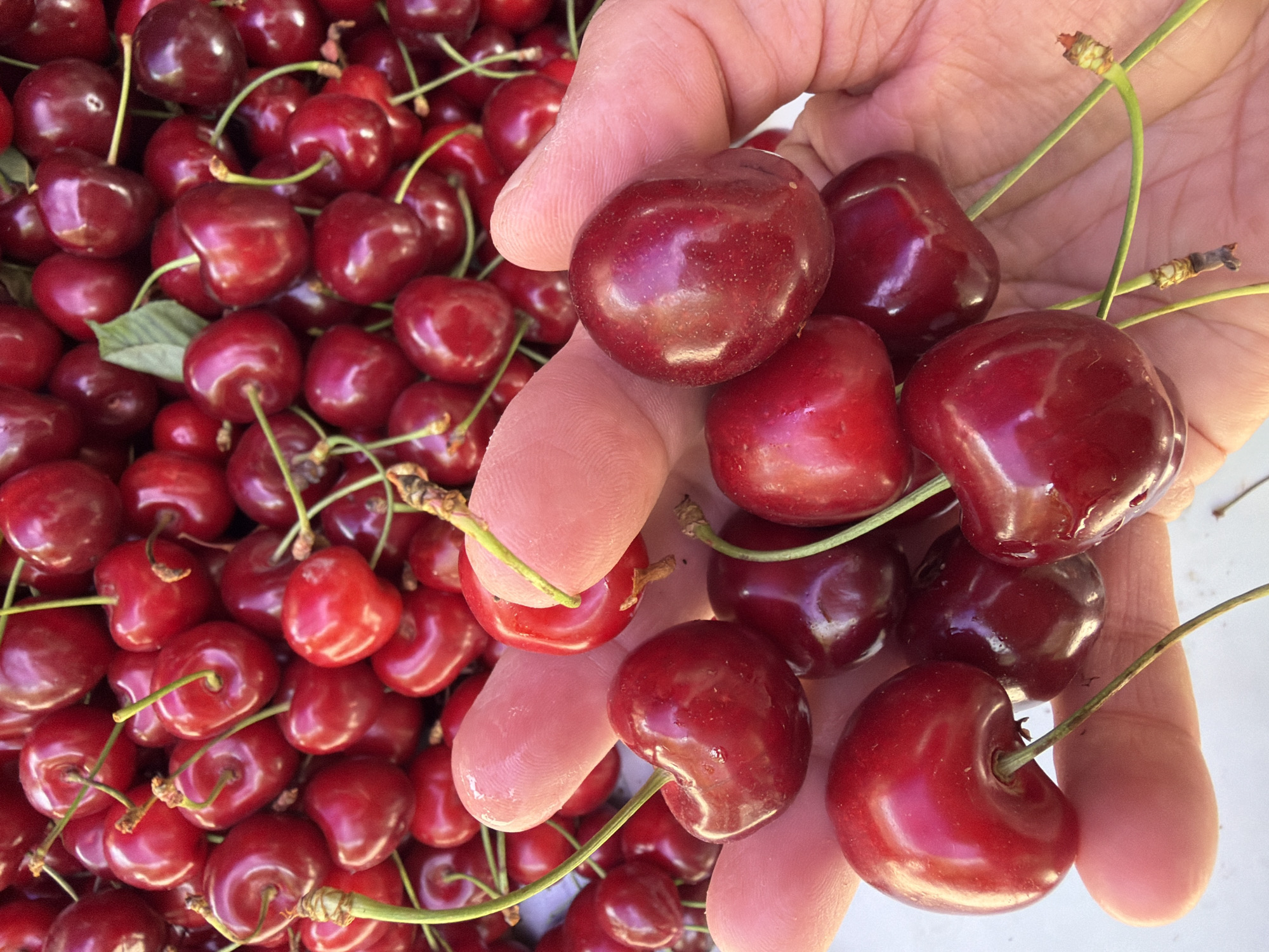 The image captures a close-up view of a person's hand holding a vibrant cluster of dark red cherries. The hand, with visible skin texture and fingerprints, is cupped to present several glistening cherries, while a large, out-of-focus pile of similar fruit fills the background. Each cherry is round and plump, showcasing a deep, rich red hue with a shiny, reflective surface that suggests ripeness and freshness. Many of the cherries still have their slender green stems, some with small dried brown tips, contrasting with the fruit's dark color. The setting appears to be brightly lit by natural light, possibly outdoors or near a window, emphasizing the fruit's appealing color and texture. The activity depicted is simply the act of holding and showcasing these fresh cherries, perhaps after picking or during selection. There are no specific location markers, explicit emotions, or visible text. The overall impression is one of fresh, abundant, and appealing produce.