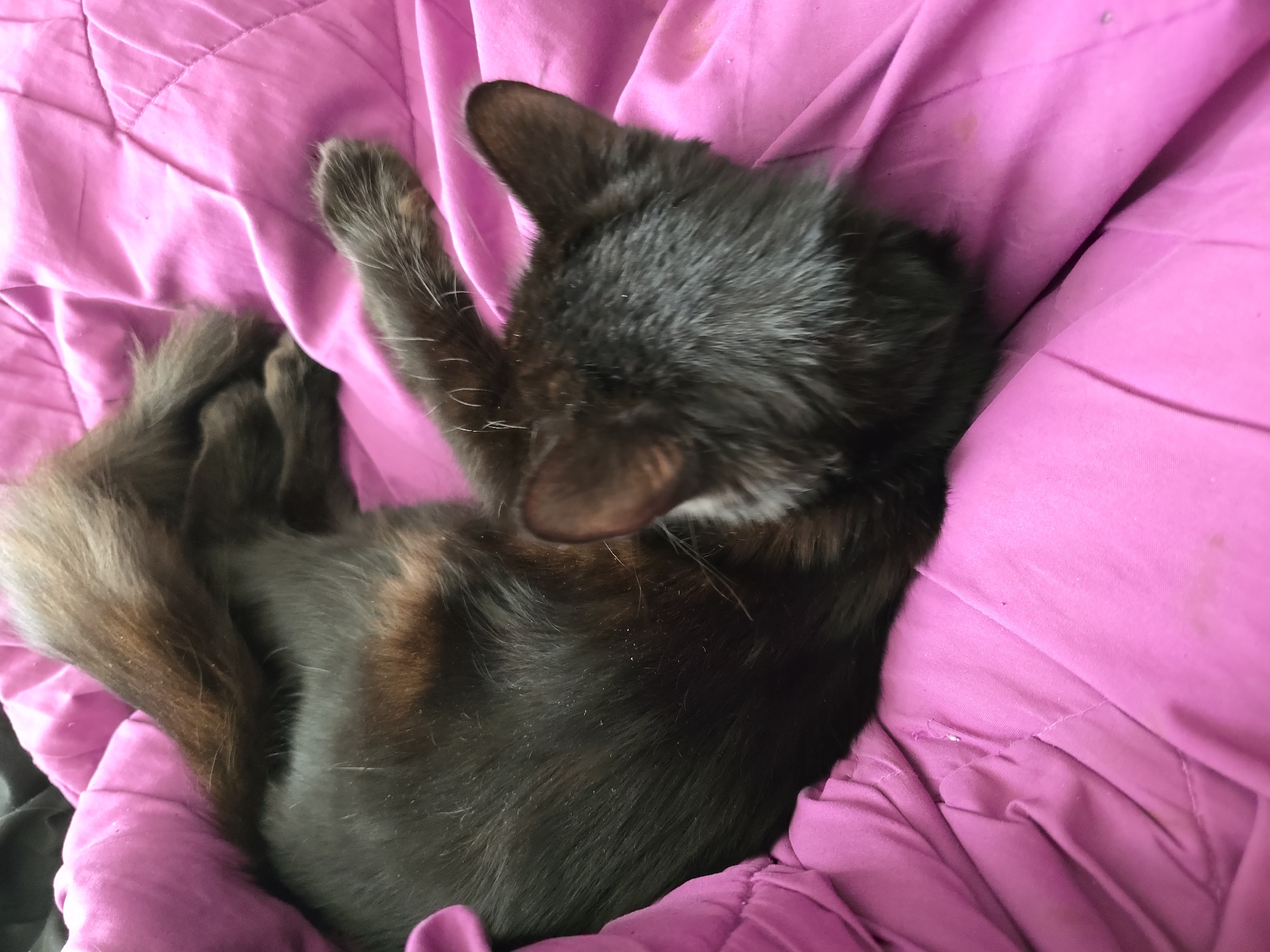 A black cat is sleeping curled up on a pink quilted blanket. The cat's tail is wrapped around its body, and its head is tucked down. The blanket is textured with diamond-shaped stitching. The scene appears to be indoors, likely in a domestic setting. There is no indication of the location being Stockton-on-Tees, United Kingdom.