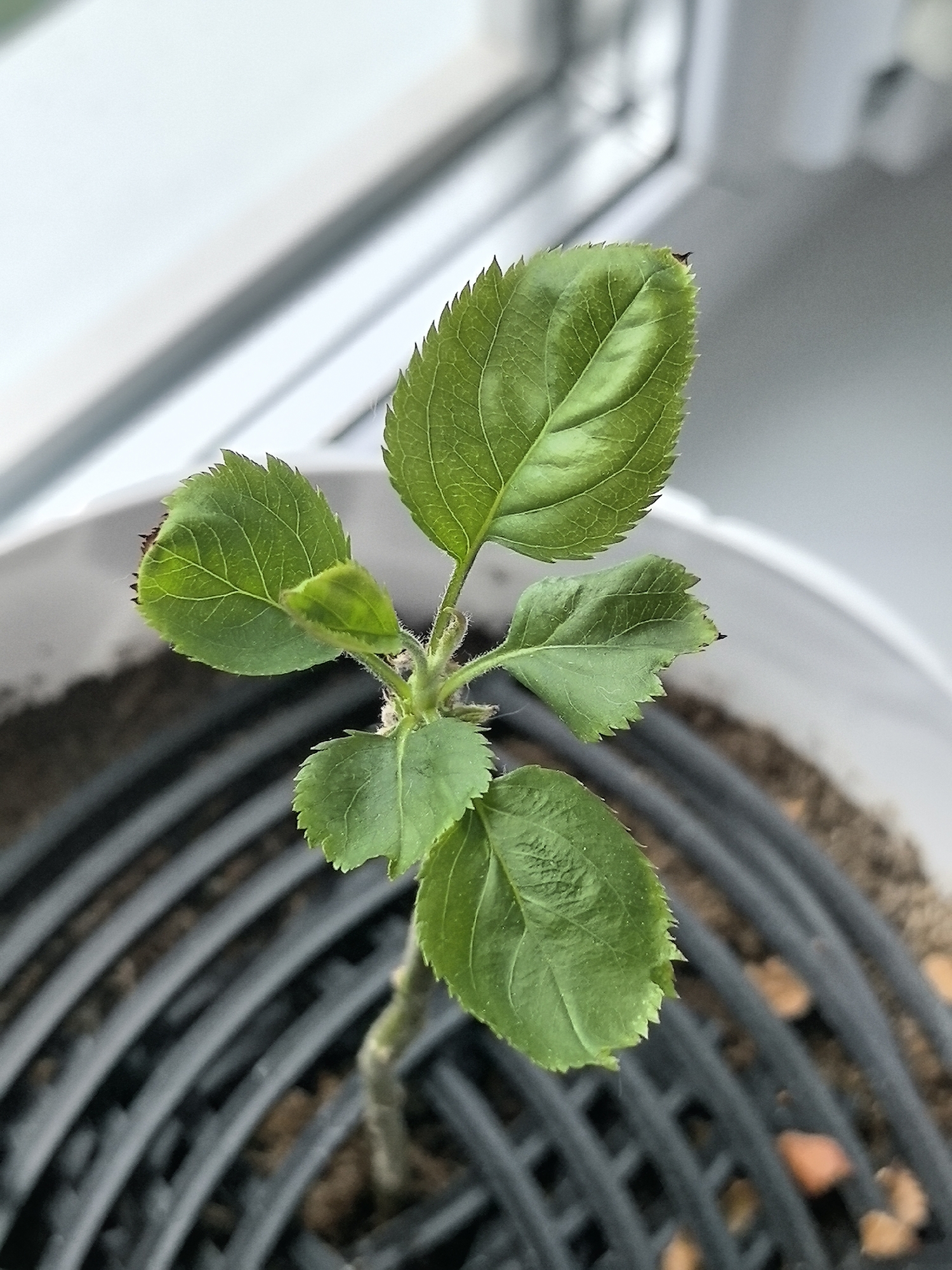 A high-angle, close-up shot reveals a small green plant, possibly an apple tree seedling, growing in a white plastic pot. The plant has several vibrant green leaves with serrated edges. The pot sits on a black plastic grid above the soil. Small brown pebbles are visible within the soil. A blurred window is in the background, suggesting an indoor setting. There is no evidence to confirm the location as Perm, Russia.