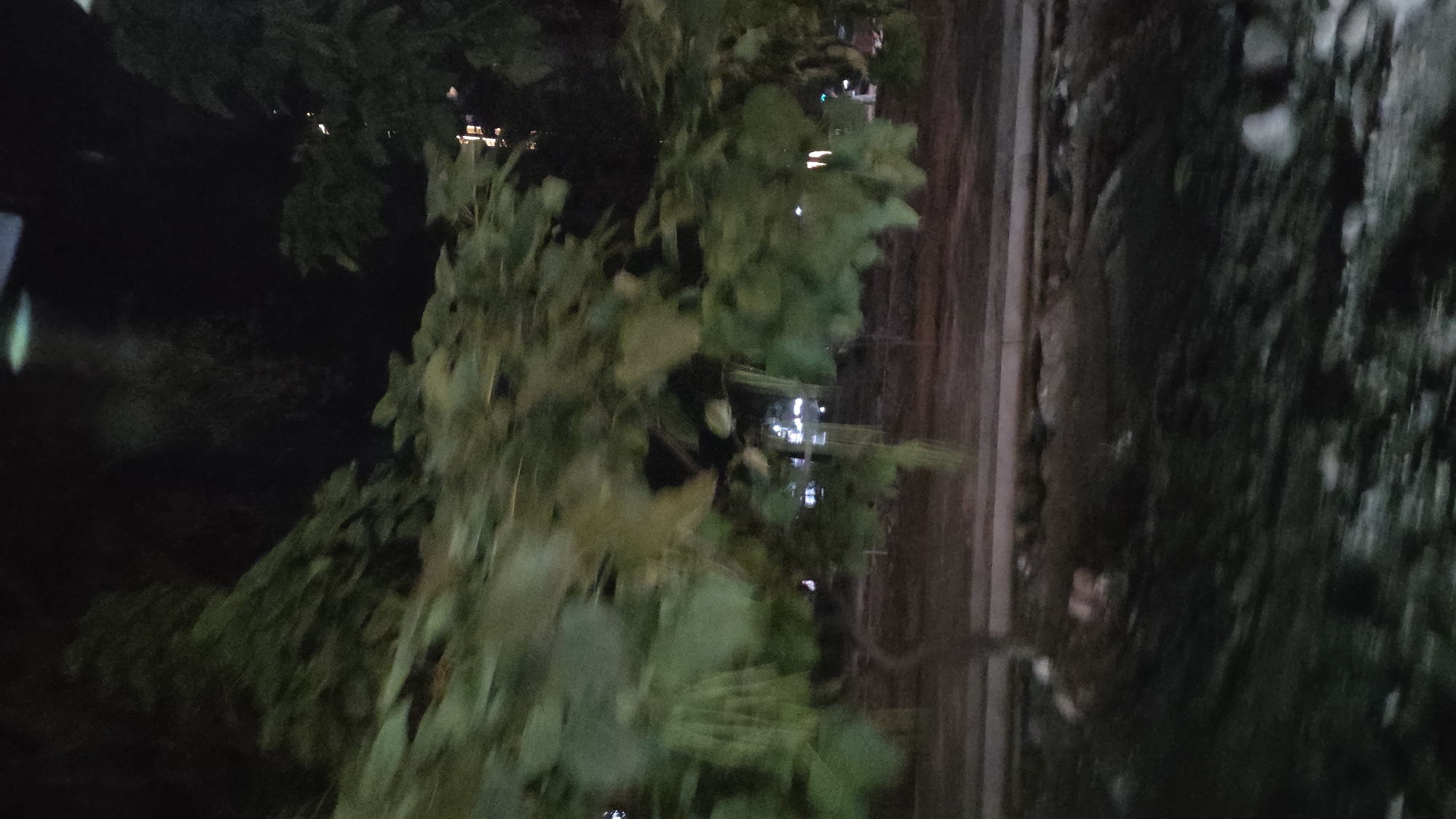 The image depicts a dark, outdoor scene with blurred foliage in the foreground, suggesting movement. Beyond the foliage, a dimly lit area shows what appears to be a road or pathway with indistinct shapes that could be structures or lights. The overall impression is of a nighttime setting in an urban environment, possibly Bishkek City, Kyrgyzstan, with the blur indicating a capture from a moving vehicle.