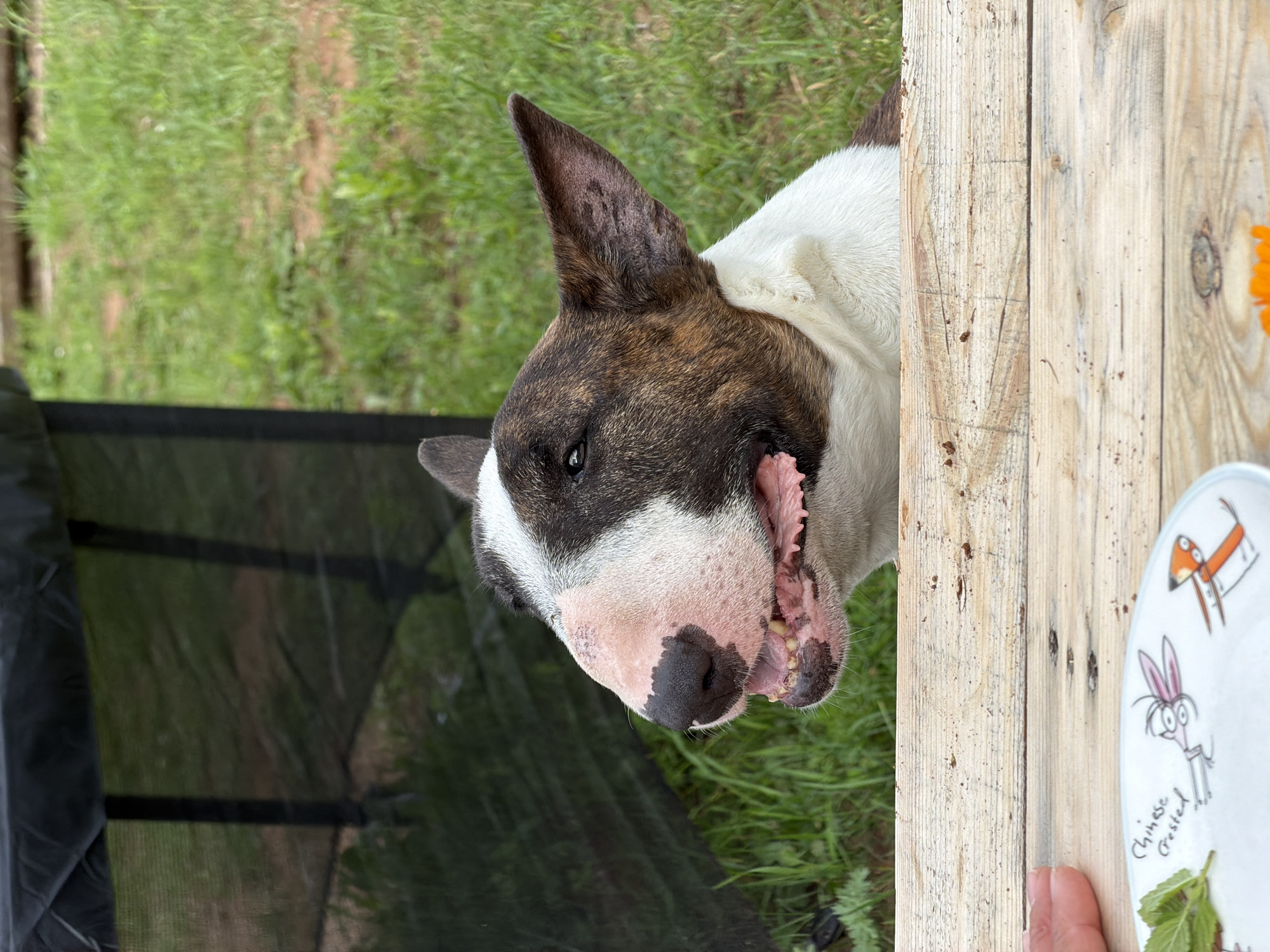 A brindle and white bull terrier dog with its mouth open and tongue visible is looking to the left, its head and upper body are visible over a wooden surface. The dog has prominent black and brown markings on its head and ears, and a white chest and neck. In the foreground, a section of a wooden table is visible, with a small white plate containing a sprig of mint and a cartoon drawing of a rabbit and a fox. A person's hand is also visible on the left side of the table. The background consists of green grass and a dark, possibly black, structure with netting. The scene appears to be outdoors, suggesting a yard or park setting.