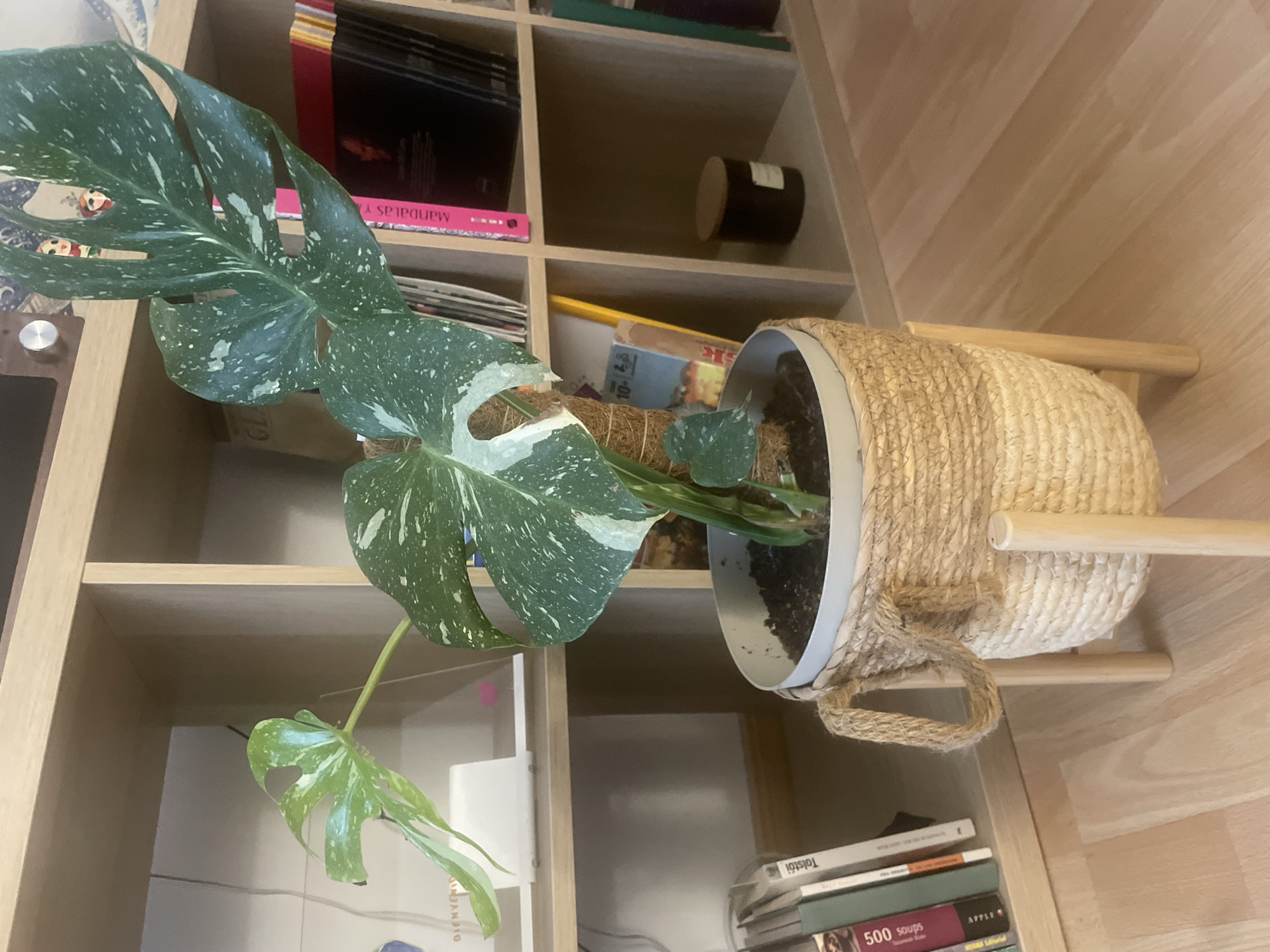 An indoor scene shows a variegated Monstera plant in a woven basket pot with a wooden stand. The plant has large green leaves with white variegation, characteristic of a Monstera Albo. The pot sits on a light wooden floor in front of a light-colored wooden bookshelf filled with books and other items. The bookshelf is modular, with multiple open cubbies. The lighting is natural and appears to be coming from the front left. The scene is clean and uncluttered.
