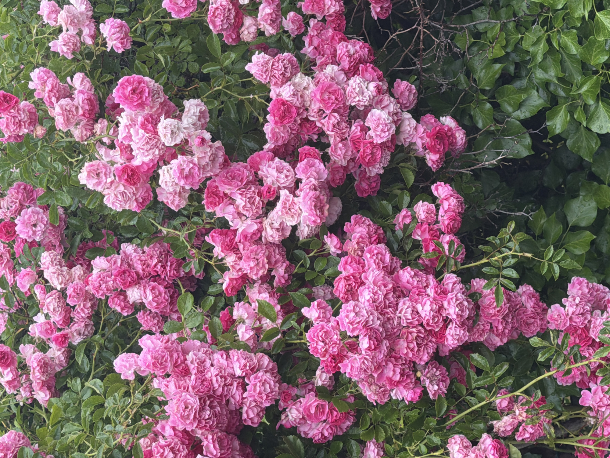 This is a medium-shot, top-down photograph of a dense cluster of pink roses and ivy. The roses, in various shades of pink from pale to deep fuchsia, are tightly packed, with many blooms in various stages of opening. They are clustered on thorny stems, and green leaves are interspersed throughout. The ivy is a deep green, with large, lobed leaves, and it appears to be growing alongside or intertwined with the rose bushes. Some of the ivy leaves have visible water droplets, suggesting recent rain or dew. The scene is likely outdoors, given the natural foliage. The lighting appears to be overcast or shaded, as there are no strong shadows and the colors are muted. There is no visible text in the image. The overall impression is one of natural abundance and lushness, possibly a garden or a wild, overgrown area. The location context of Szczecin, Poland, places this scene in a European setting, likely during a warmer season when roses and ivy are in bloom.