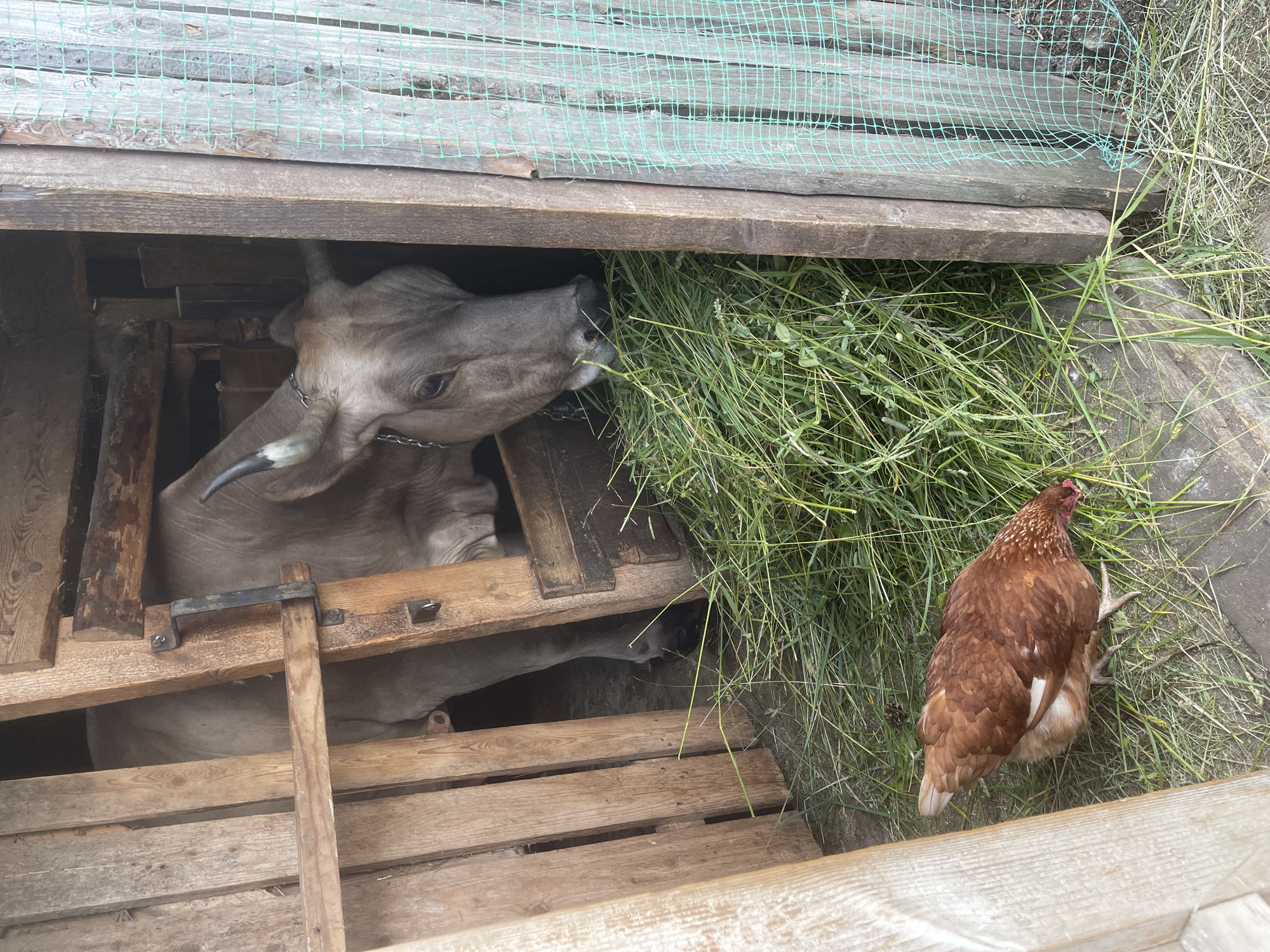 A cow is eating hay from a wooden enclosure while a brown chicken pecks at the ground nearby. The cow is a light brown color with a metal chain around its neck. It is partially obscured by wooden planks that form the enclosure. The chicken is facing away from the cow, with its legs extended. The enclosure appears to be outdoors, with dry grass and straw scattered around. A green net is visible above the wooden structure, and the sunlight suggests it is daytime. The scene is likely a farm or rural setting in Заречный, Russia. There is no visible text in the image.