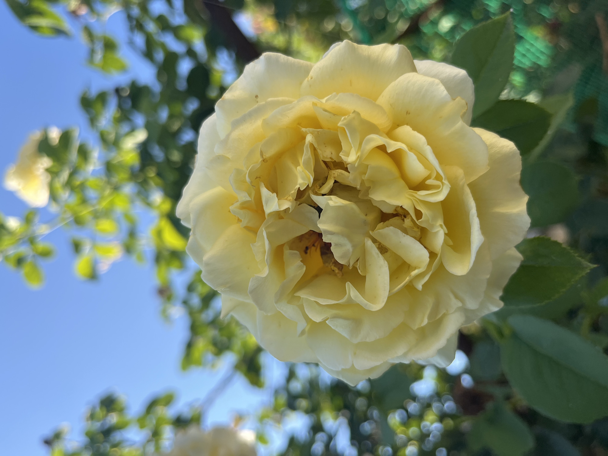 A close-up shot features a vibrant yellow rose in full bloom, its petals unfurling in intricate layers. The rose is the primary subject, positioned centrally and filling most of the frame. Behind the rose, out-of-focus foliage and branches create a soft green backdrop, while glimpses of a clear blue sky can be seen peeking through. The image appears to be taken outdoors, likely in a garden setting, given the presence of the rose and greenery. The lighting suggests it's daytime, with sunlight illuminating the rose and creating soft highlights and shadows. There is no indication of people or any specific urban features that would pinpoint the location to Krasnyye Barrikady, Russia.