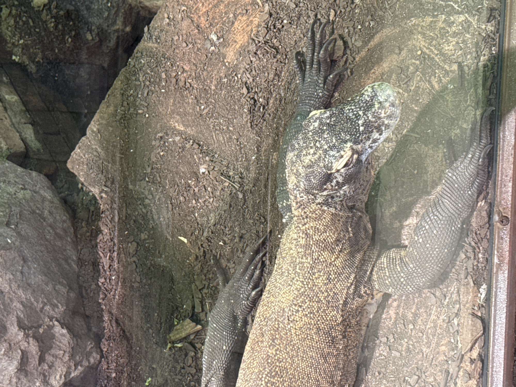The image shows two large lizards, likely Komodo dragons, in an enclosure. One lizard is in the foreground, facing left with its head visible and its textured, tan-colored body taking up a significant portion of the frame. Its front leg is extended towards the right. Behind it and slightly to the left, another lizard's body is visible, with its dark, scaled skin and sharp claws on its front foot. The environment appears to be a habitat with rocky textures and dark soil, possibly a zoo or wildlife park.
This scene is located at Bioparc Fuengirola, a zoo in Fuengirola, Spain, which is dedicated to recreating habitats and showcasing animals from around the world.