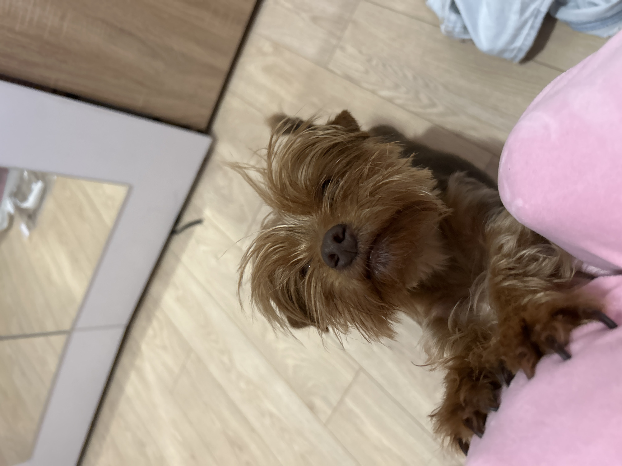 An overhead, slightly angled shot captures a small dog, resembling a Yorkshire Terrier, indoors in Plovdiv, Bulgaria. The dog, with medium-brown, somewhat disheveled fur, is positioned on a light-colored wooden floor. Its face, framed by shaggy hair, looks directly up at the camera, revealing its dark nose and a glimpse of its eyes.
The dog's front paws are resting on or beside a soft, textured pink object, possibly a cushion or toy, which occupies the lower right portion of the frame. The dog's dark, untrimmed claws are visible against the pink material. In the background, to the left, a light grey or white panel is visible, partially reflecting a distorted image, suggesting it might be a mirror or part of a piece of furniture. Above this panel, a wooden surface, matching the floor's tone, can be seen. Further in the upper right background, a blurry light-colored fabric item is visible. The lighting is consistent with an indoor setting, with no harsh shadows. The overall scene depicts a calm moment with the dog observing its surroundings. No text is visible in the image.