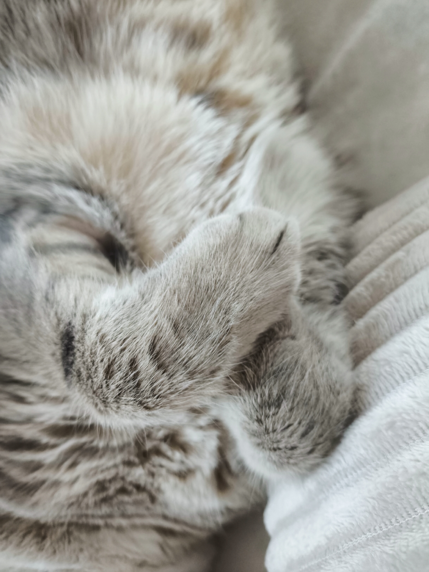 A close-up, overhead shot shows a gray tabby cat curled up, sleeping on a textured white blanket. The cat's face is obscured by its paw, which is resting over its eyes. The cat's fur is soft and appears to be a mix of light and dark gray stripes. The blanket has a ribbed texture and is a pale white color. The scene is dimly lit, suggesting it may be indoors in a low-light environment.