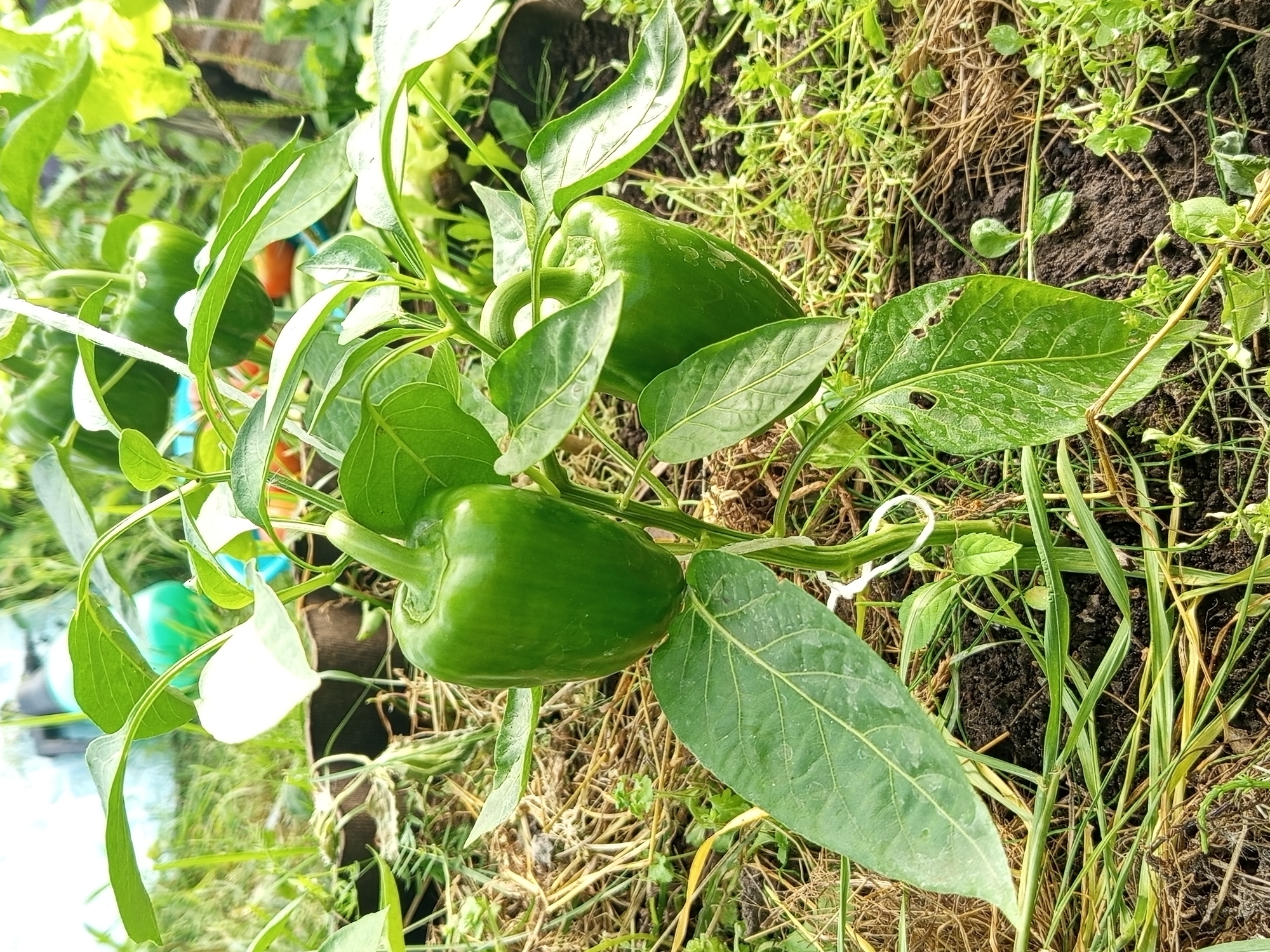 A close-up, eye-level shot depicts a green bell pepper plant growing in soil. The plant has large, glossy green leaves and several green bell peppers. The peppers are smooth and ripe, with a vibrant green color. The plant is staked with a white string, and some of the leaves show minor damage, with small holes. The background is blurred, showing more greenery and hints of what appear to be other plants or garden structures. The scene suggests a home garden setting, possibly in Ostrovtsy, Russia, given the context. The lighting appears natural, indicating an outdoor environment.